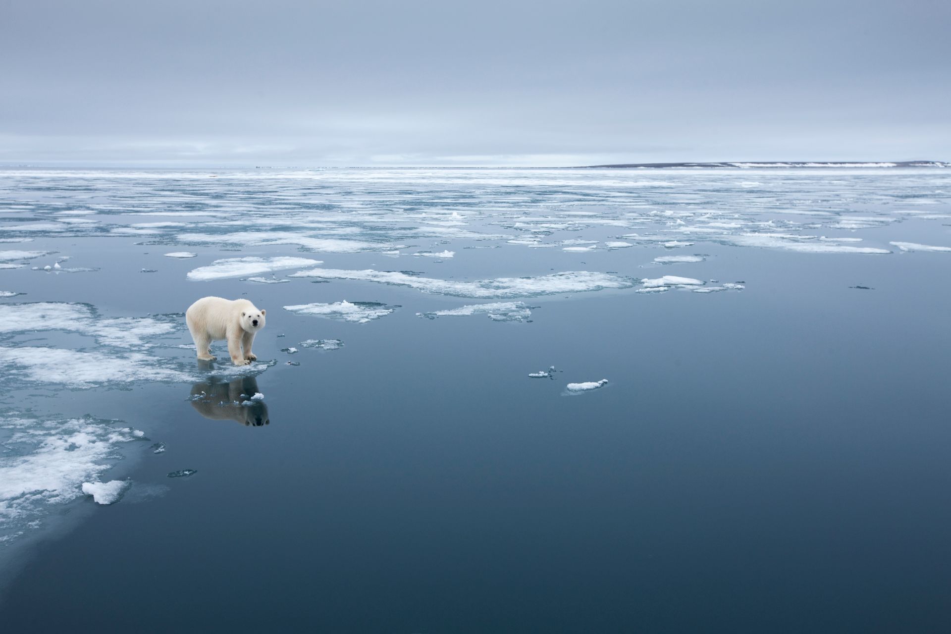 A polar bear is standing in the middle of a body of water.