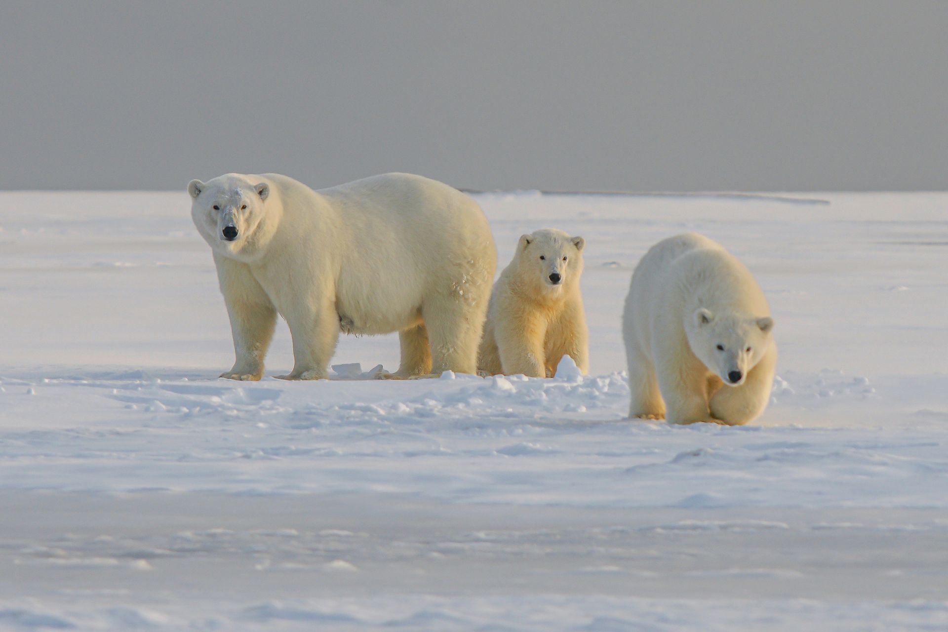 A group of polar bears standing next to each other in the snow.