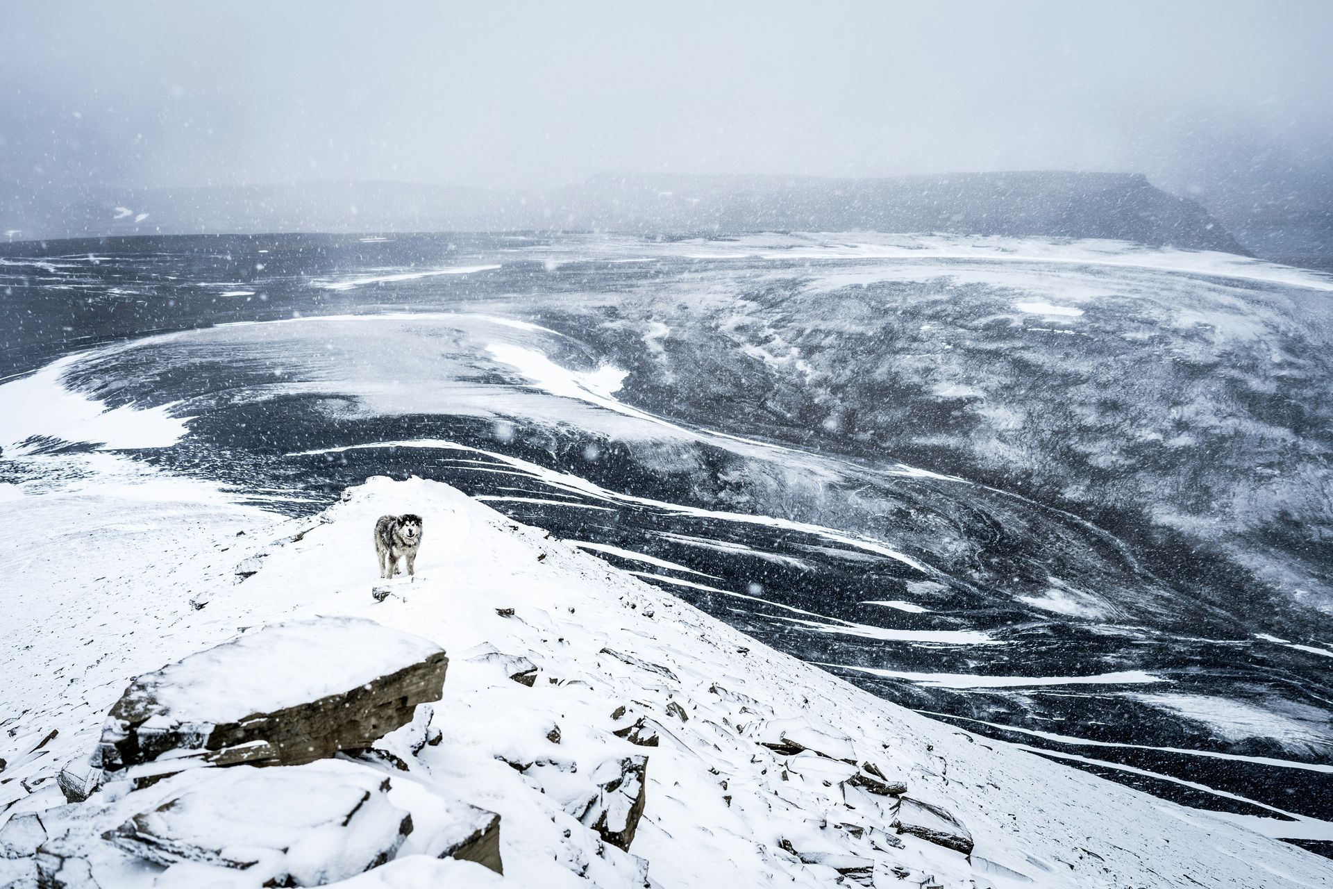 A dog is standing on top of a snow covered mountain.