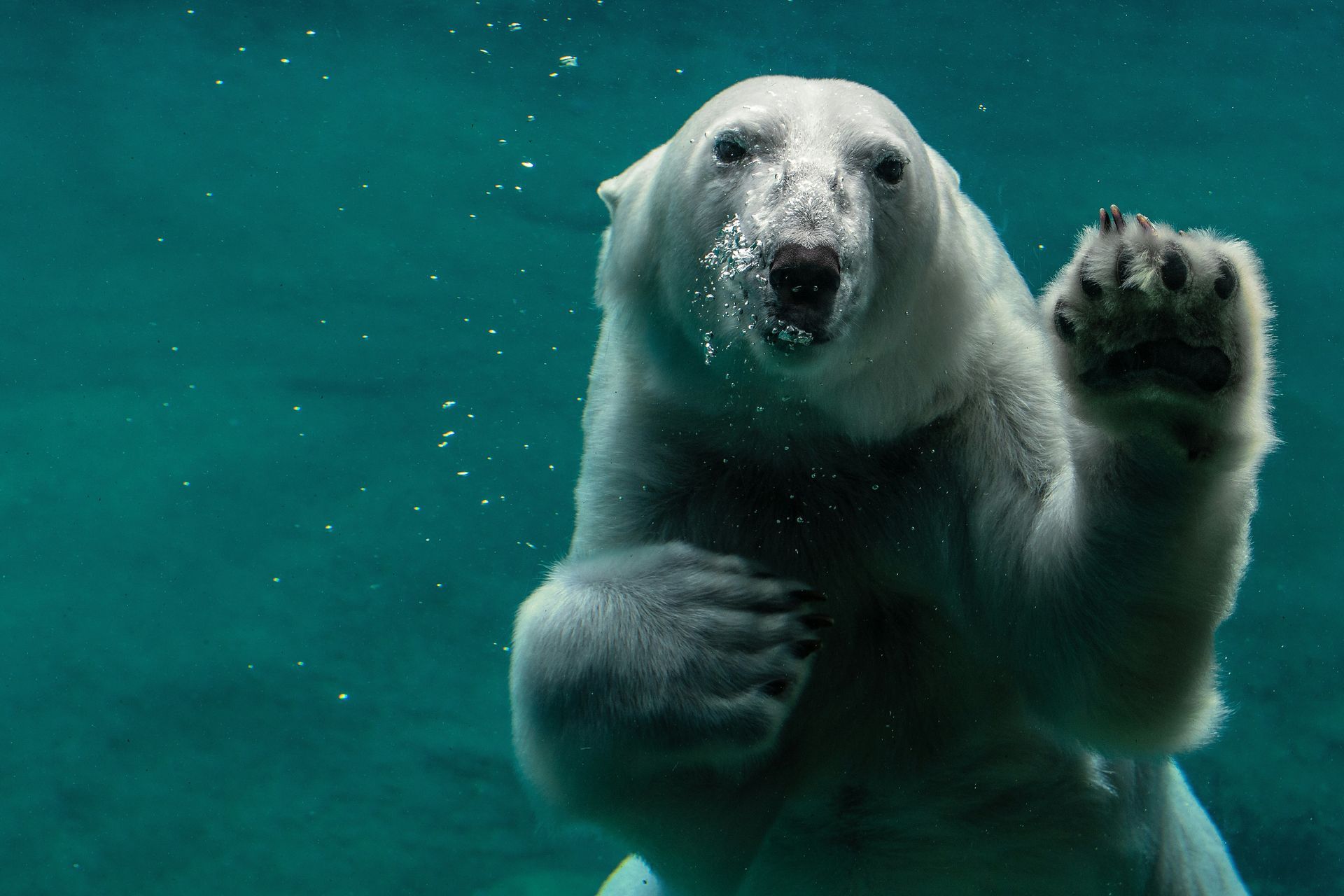 A polar bear is swimming in the water.