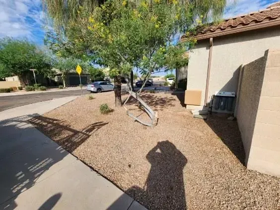 Desert front yard with a tree, gravel landscaping, sidewalk, and house exterior in sunlight