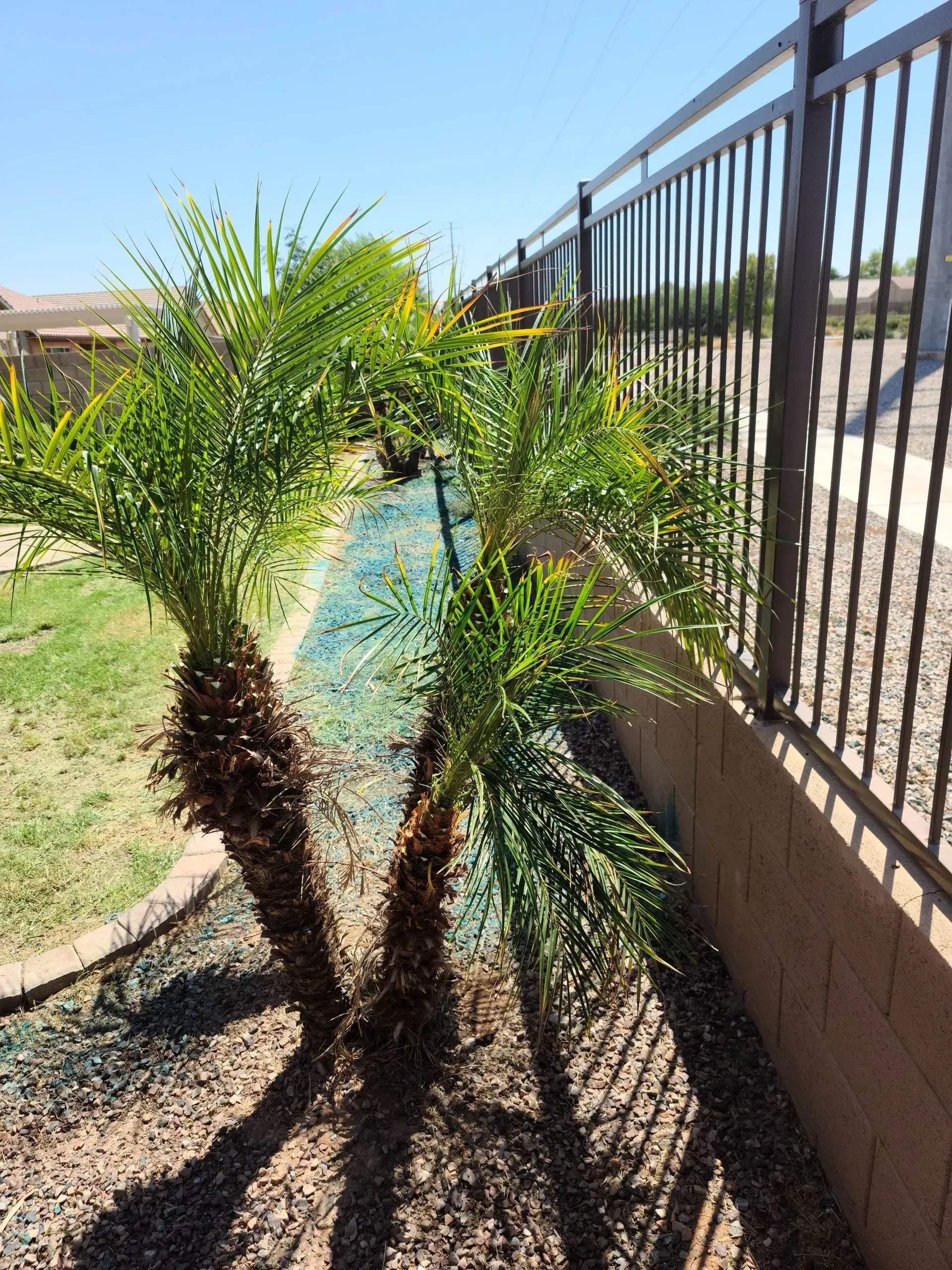 Two small palm trees beside a metal fence in a sunny yard