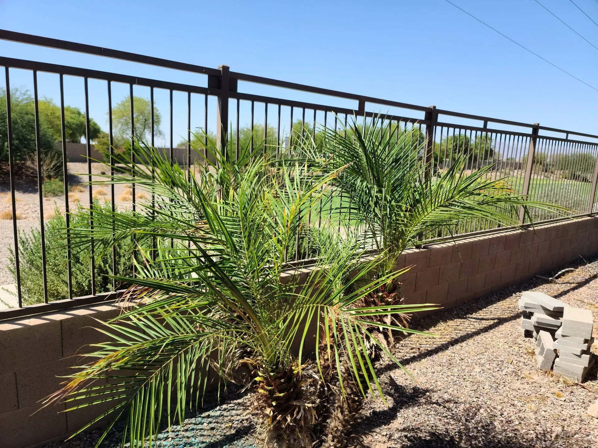 Small palm plant by a tan wall and black fence in a sunny, dry yard with desert landscaping