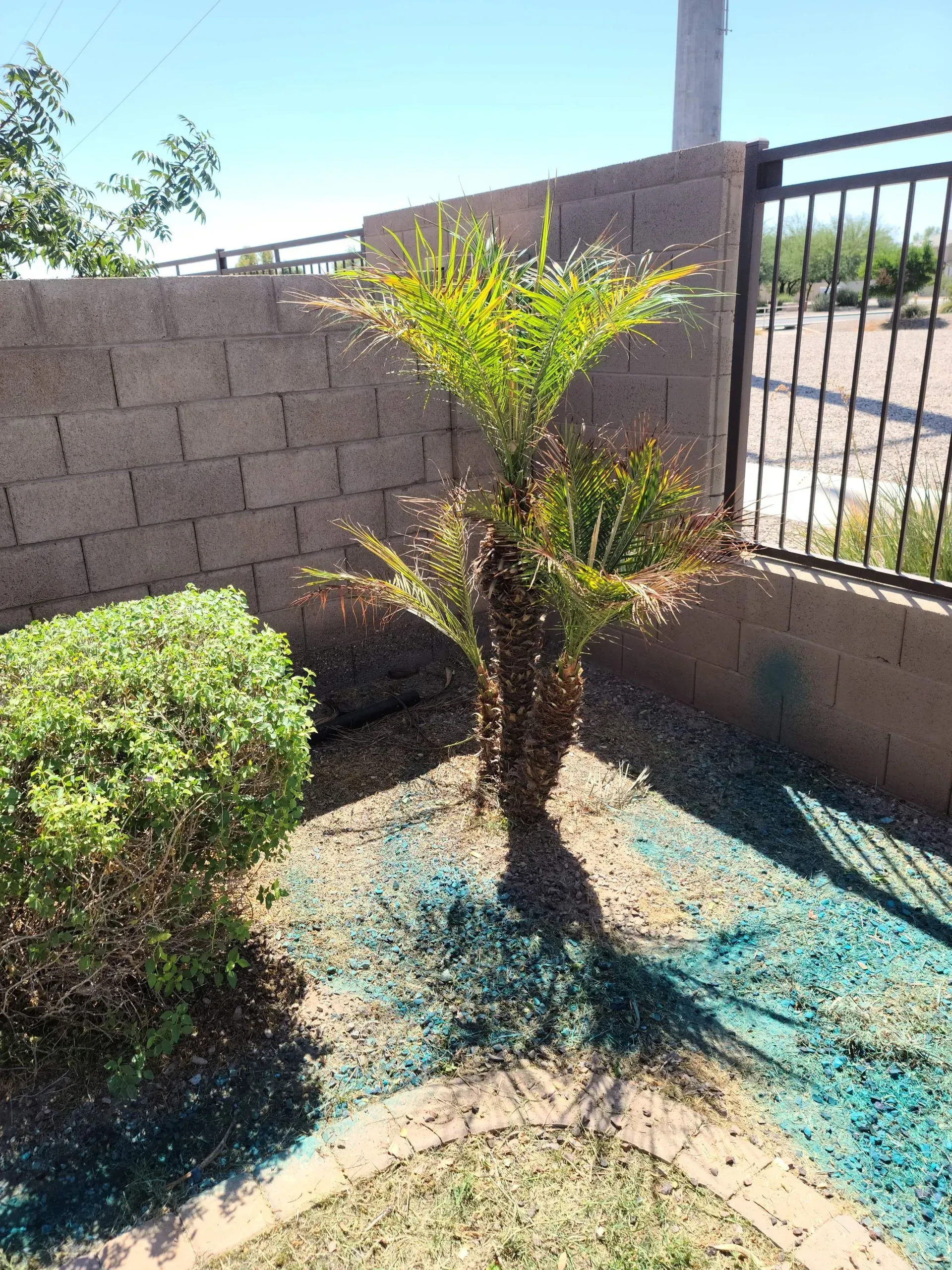 Small palm tree in a desert yard beside a brick wall and metal gate, with a green bush nearby.