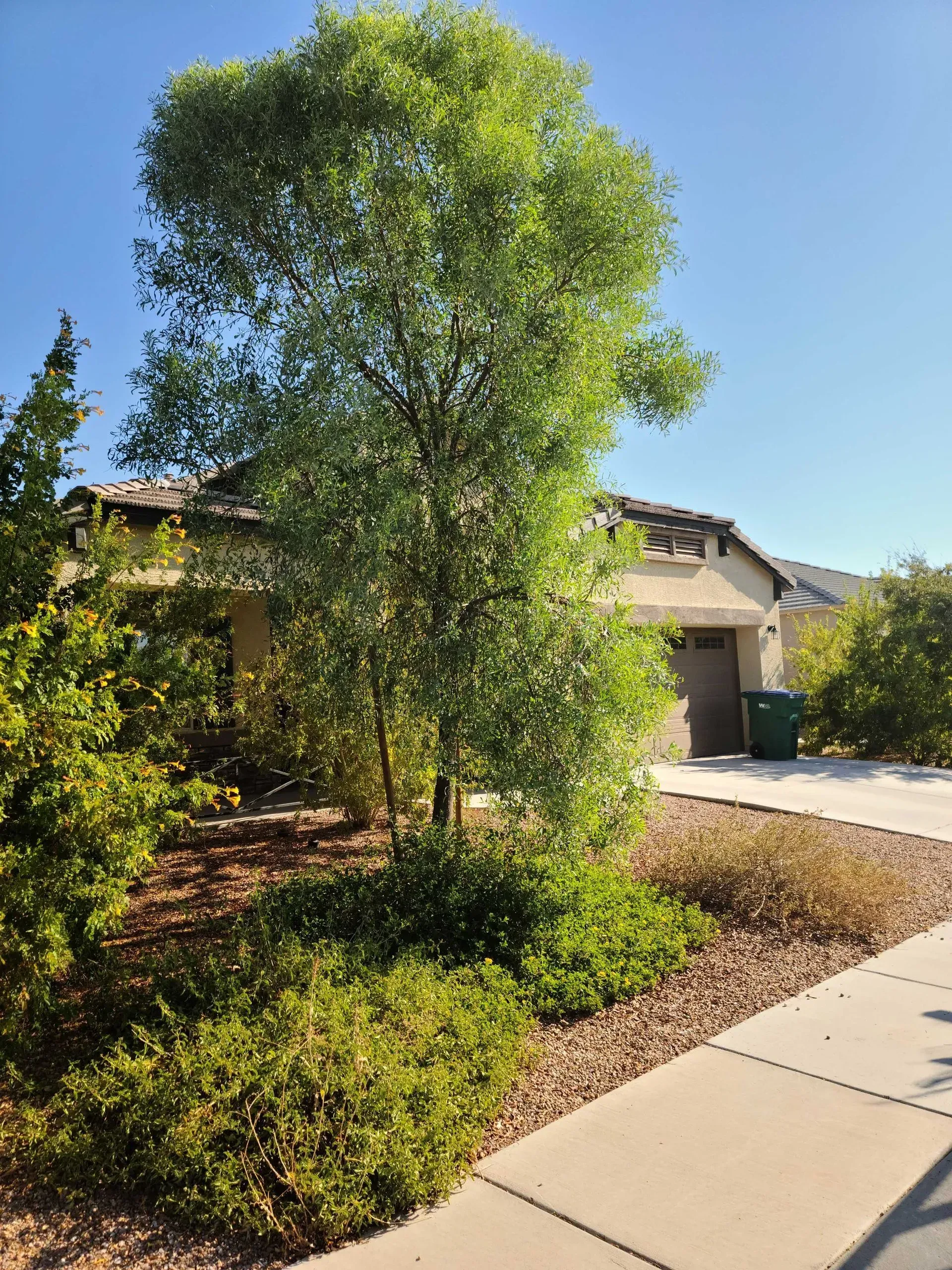 Tall leafy tree and shrubs in a sunny front yard beside a sidewalk and house driveway