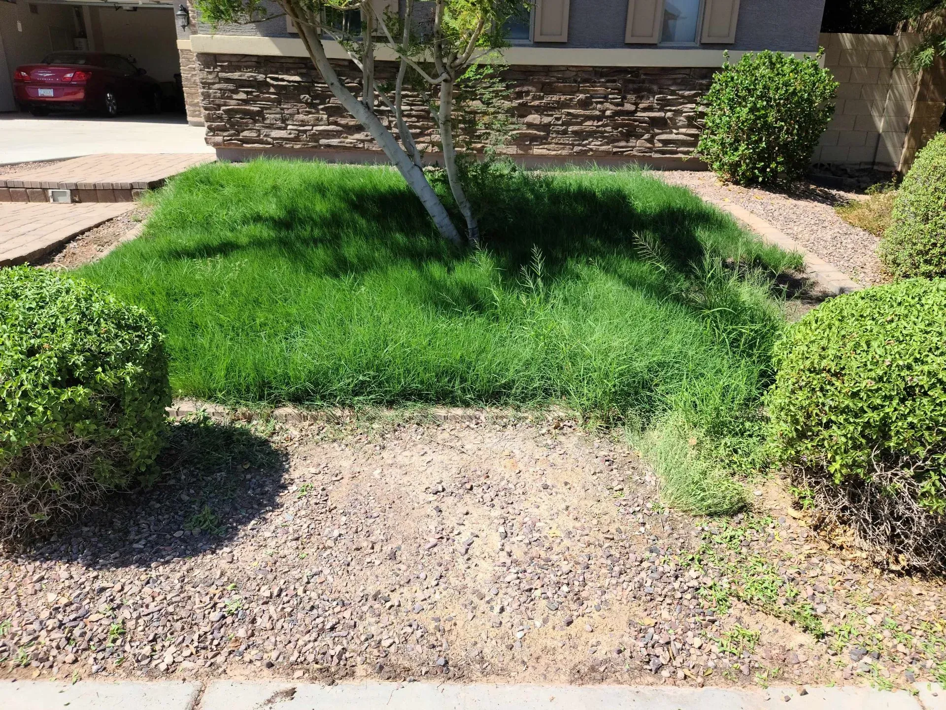Front yard with a small tree, bright green lawn patch, gravel path, and shrubs near a house.