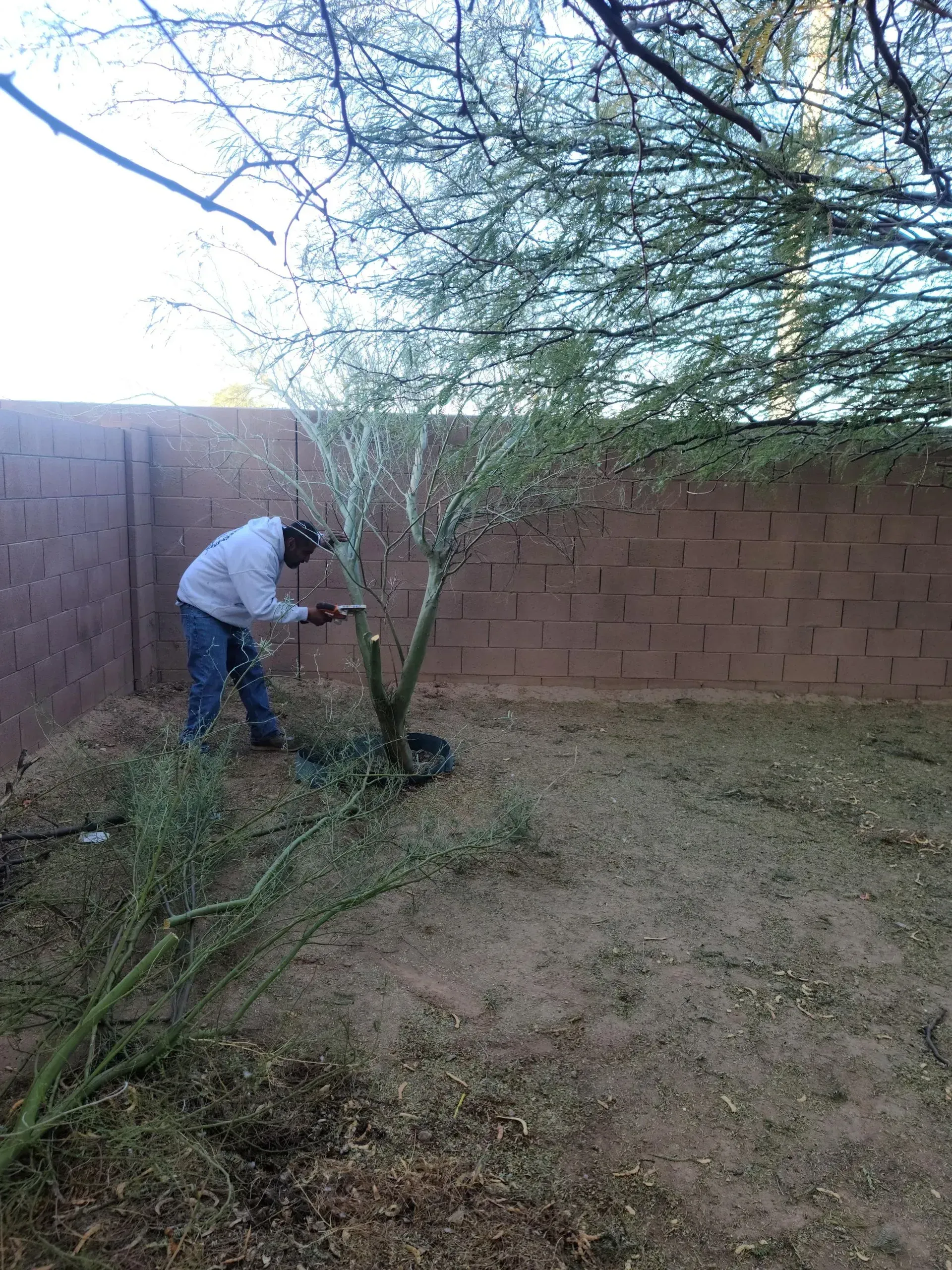 Person pruning a small tree in a backyard beside a brick wall.