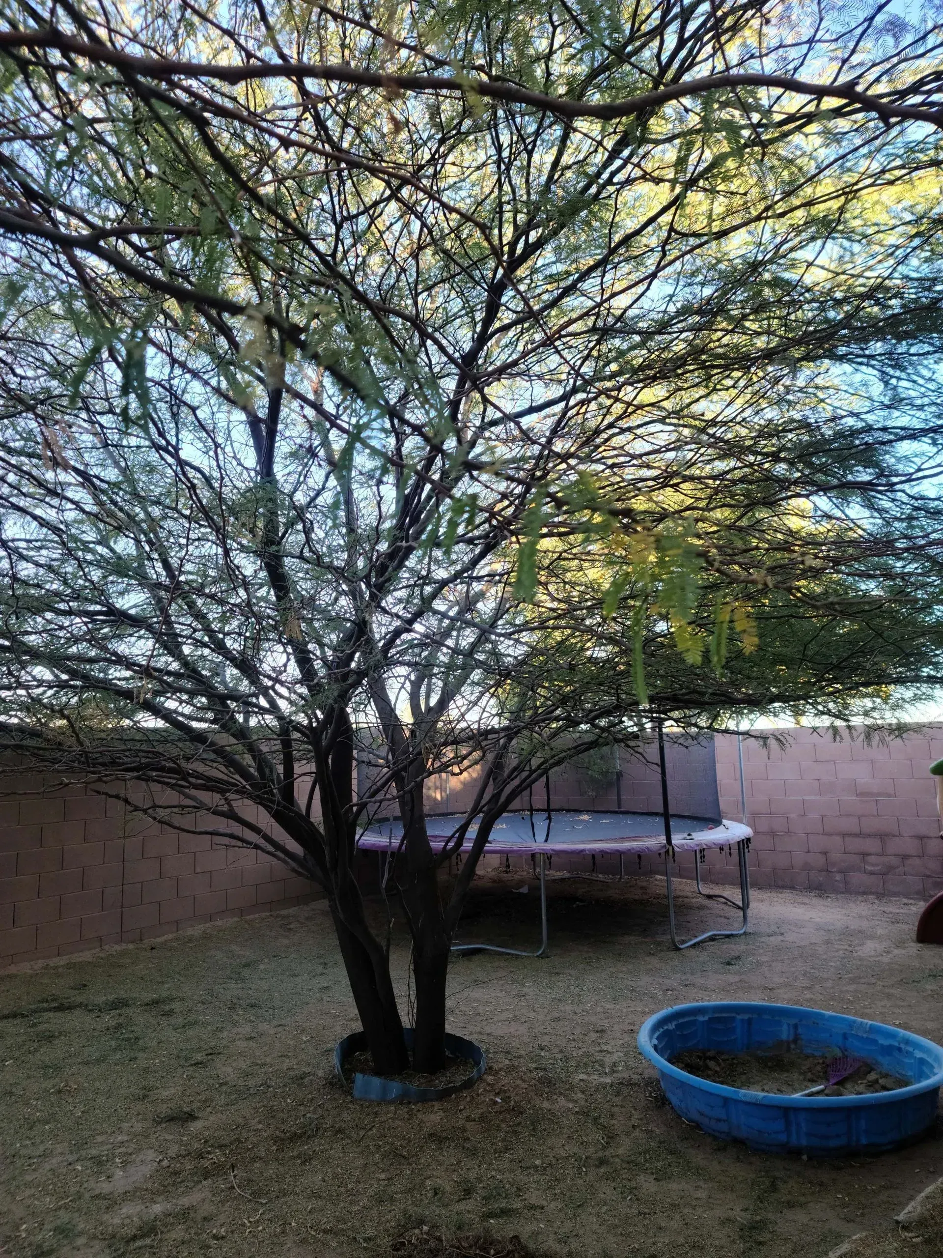 Backyard with a tree, trampoline, and blue kiddie pool inside a brick-walled yard