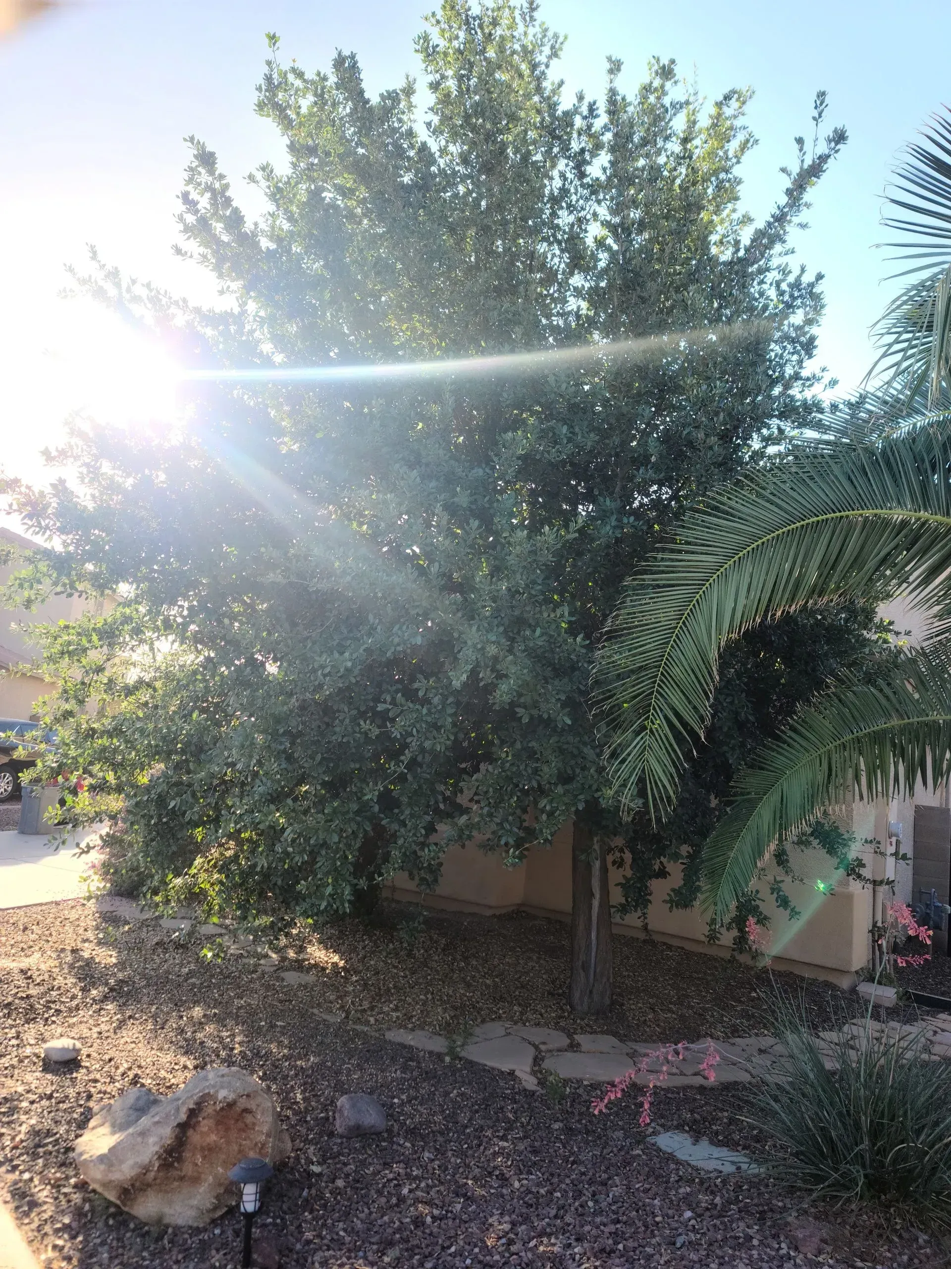 Sunlit backyard with a large tree, shrubbery, and a rock garden beside a house