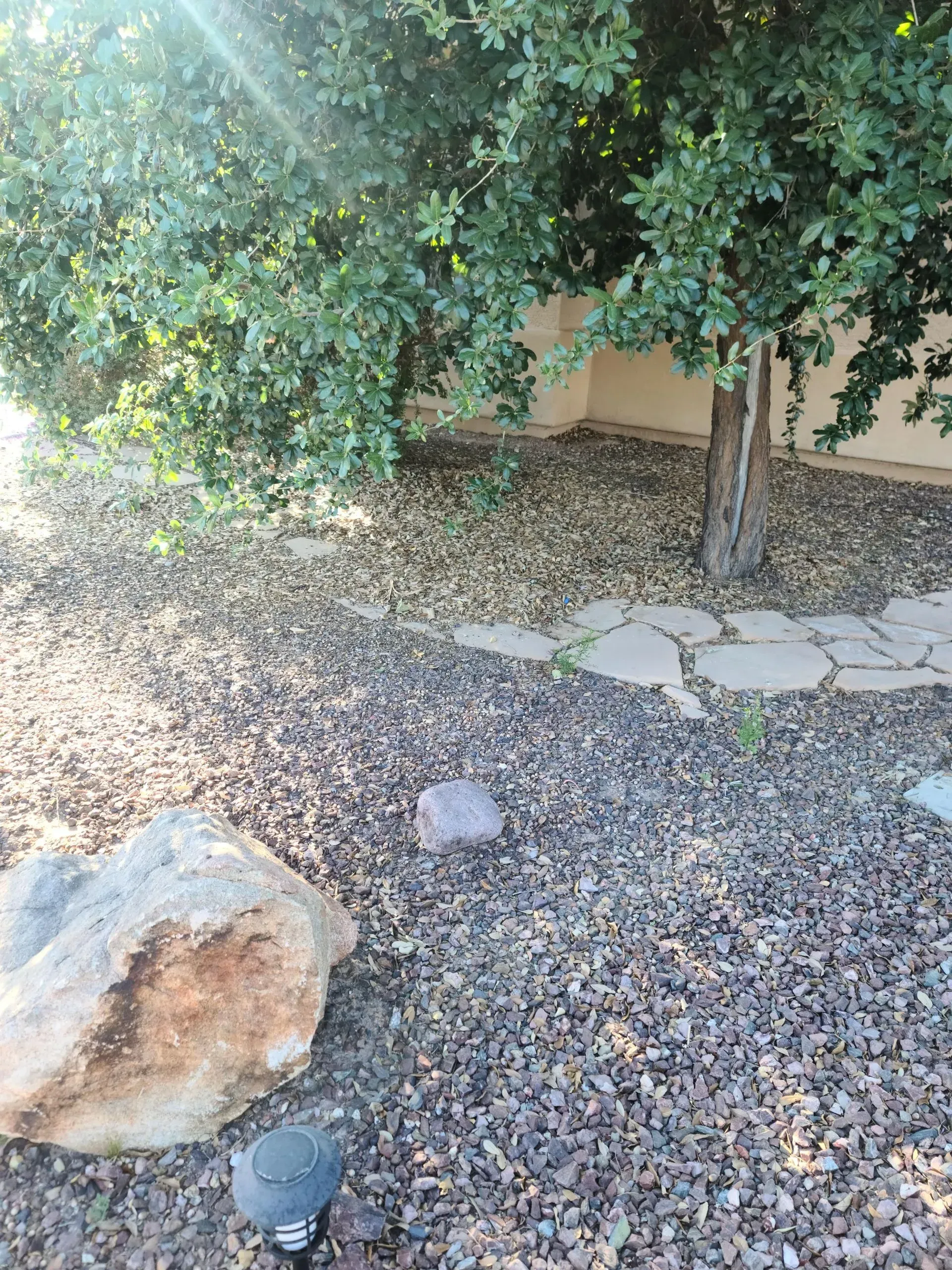 Dry garden with a tree, stone border, scattered leaves, and a large rock in the foreground.