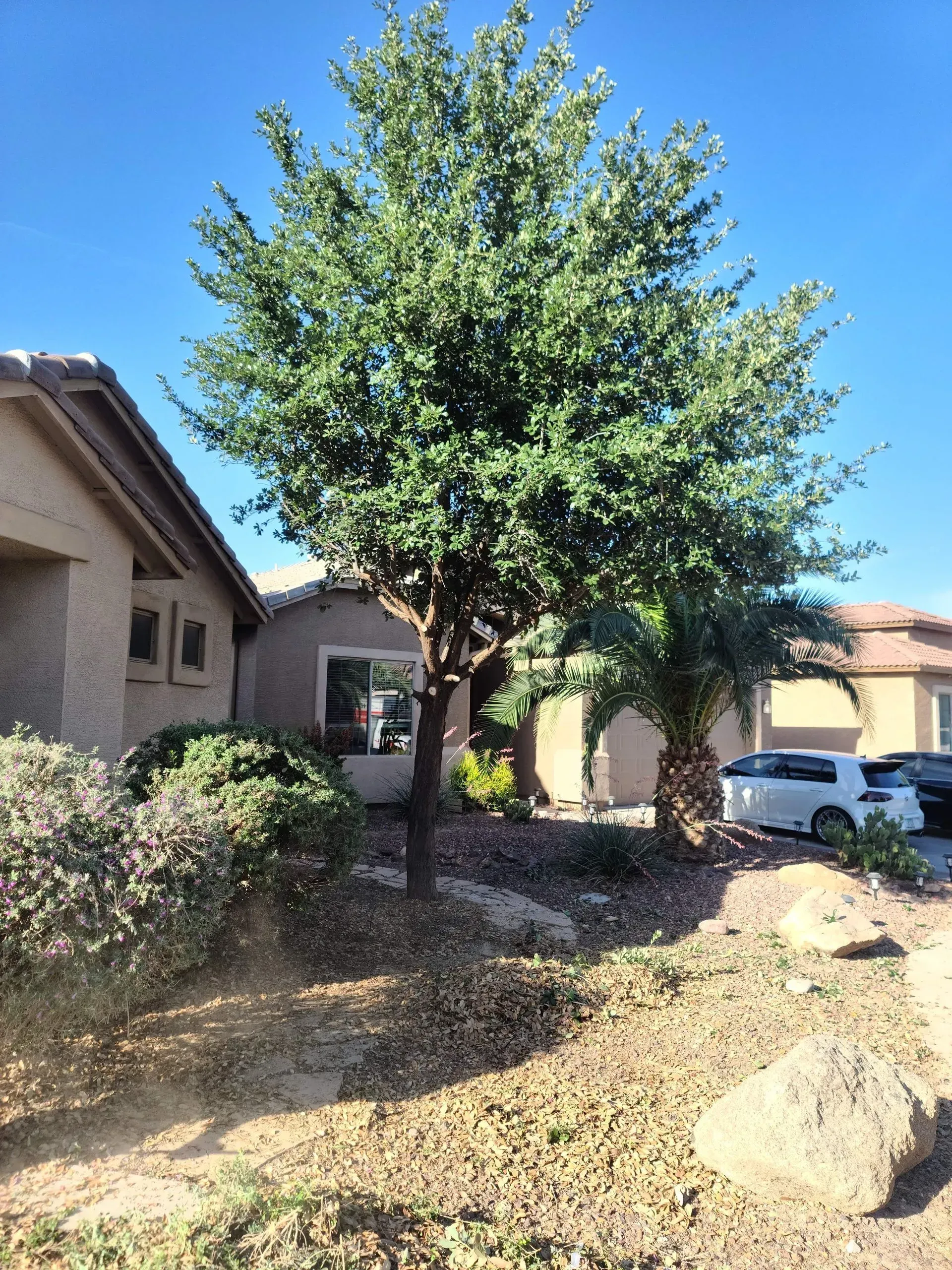 Front yard with a tall leafy tree, stucco houses, parked car, and dry landscaping under a clear blue sky
