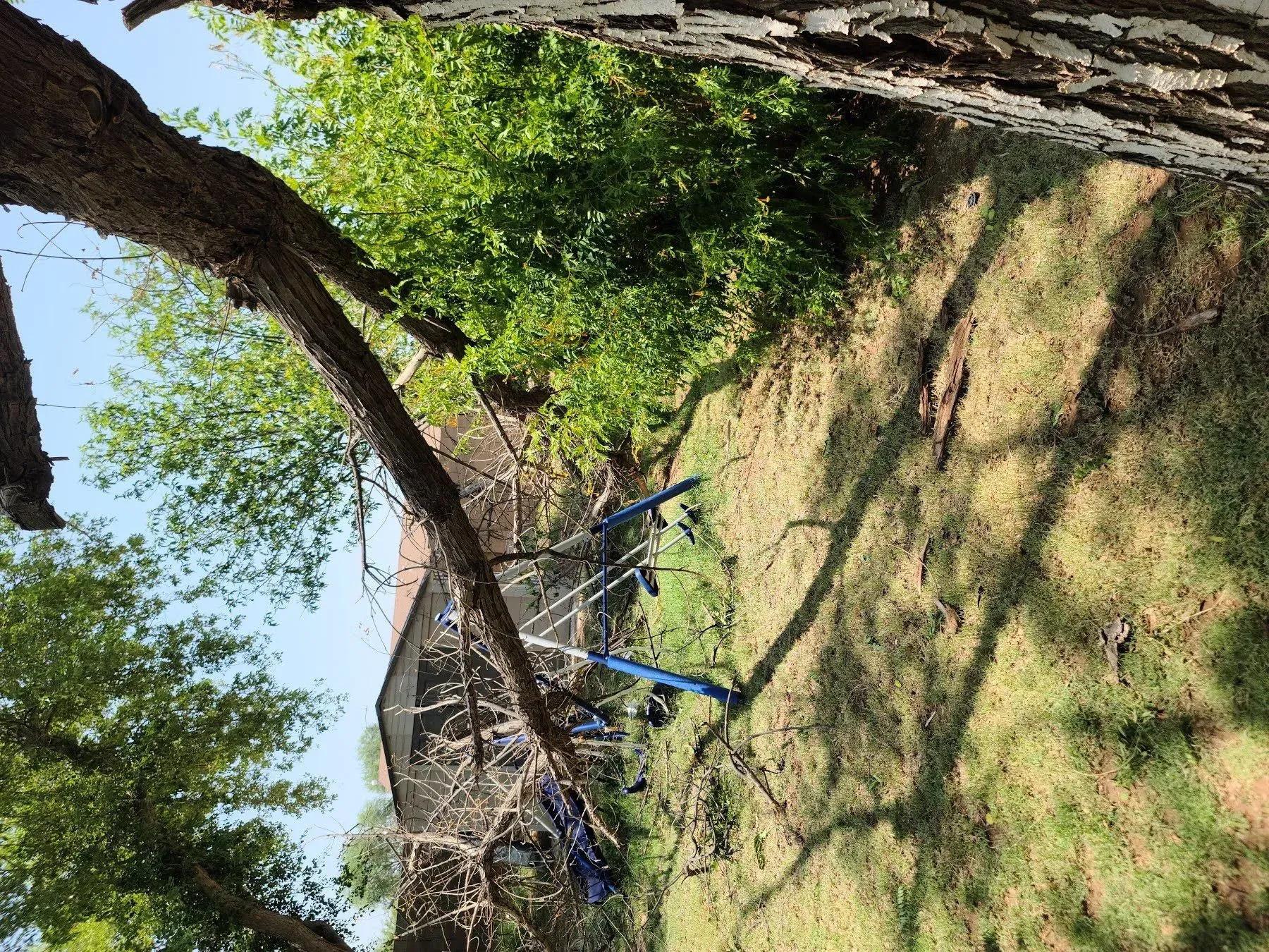 Blue bicycle leaning against a tree in a grassy, sunlit park with a dirt path nearby