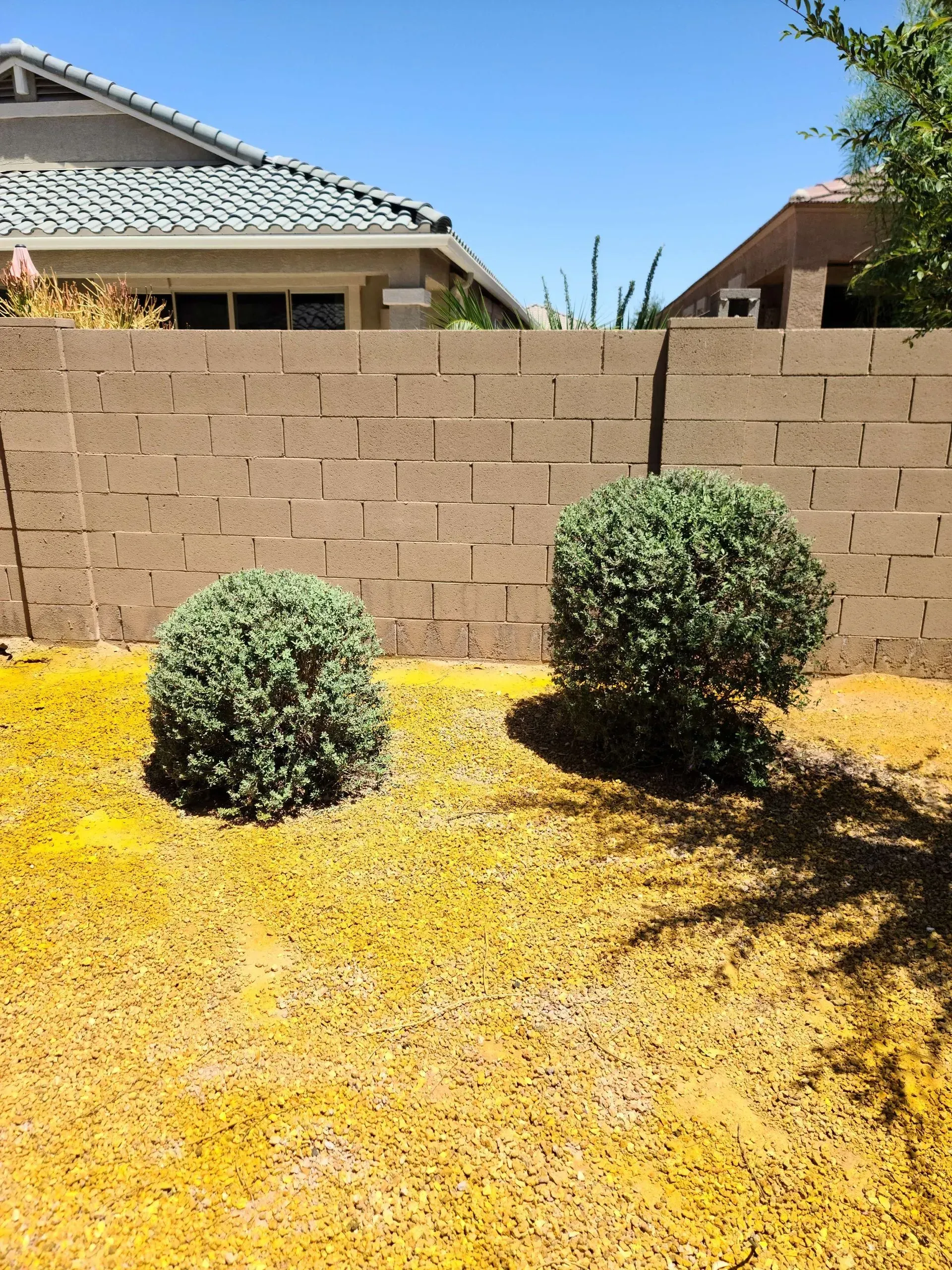 Two trimmed shrubs in a sunny desert yard with yellow ground cover and a tan block wall.