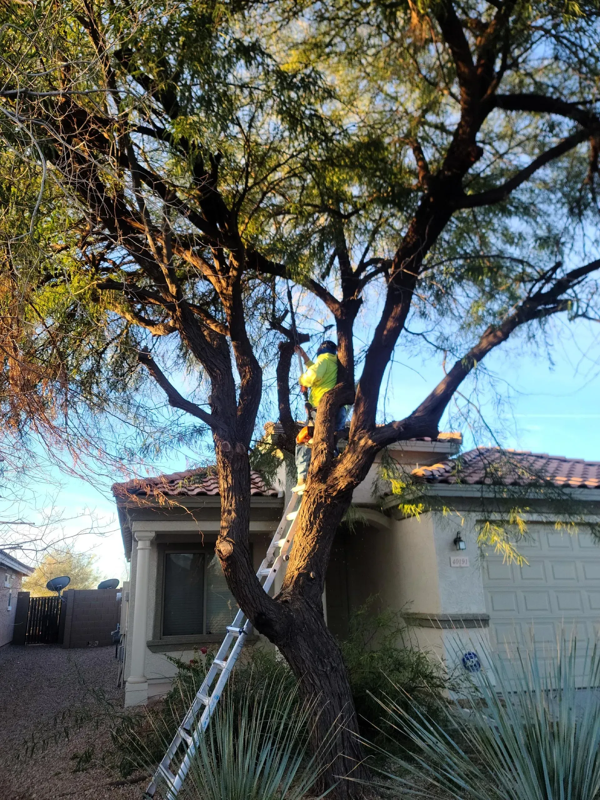 Person trimming a large tree in a yard beside a house, with a ladder against the trunk.