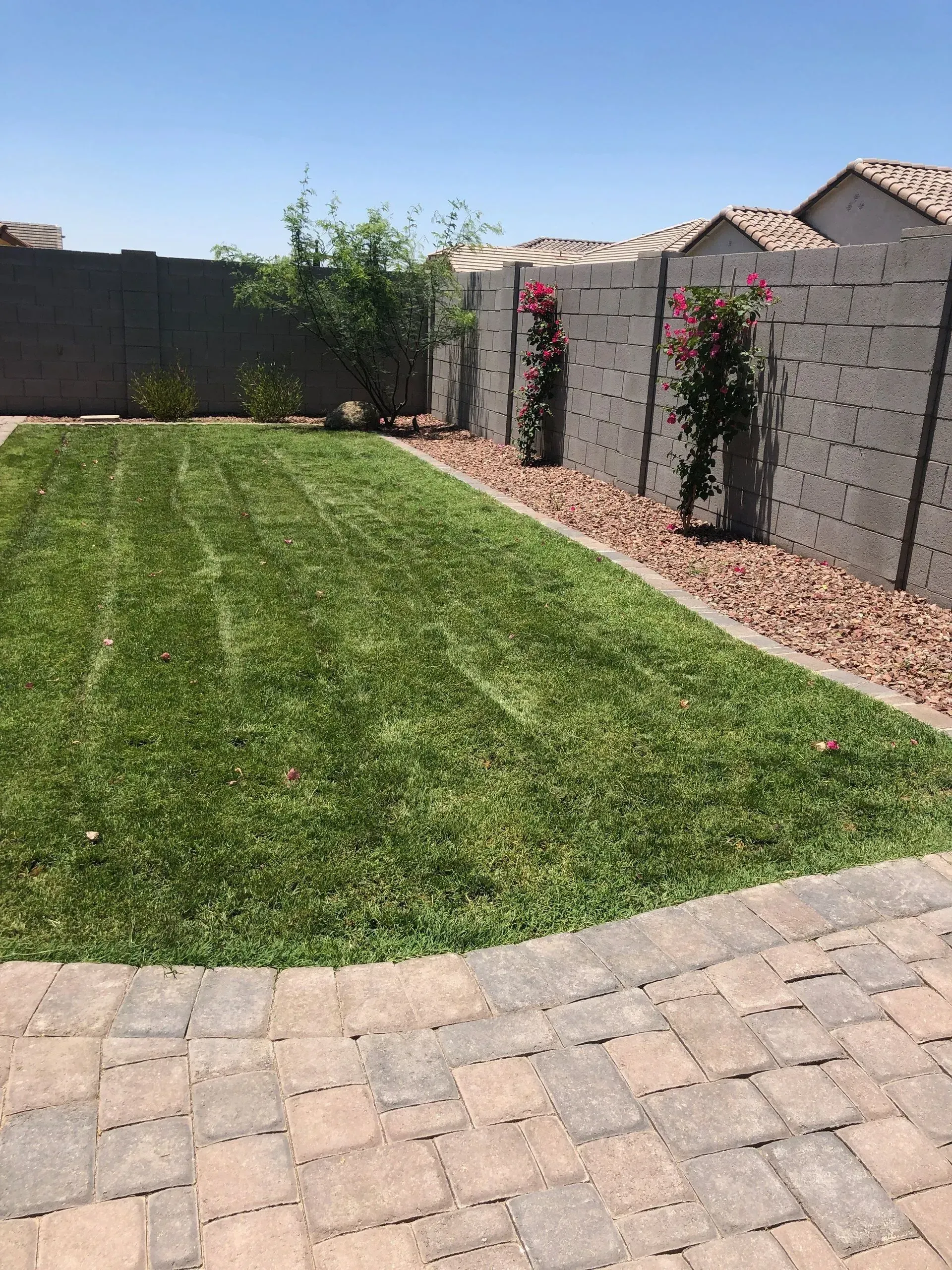 Backyard with green lawn, brick patio, and flowering vines along a stucco wall