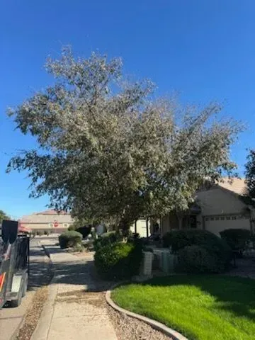 Residential sidewalk beside a driveway, trimmed lawn, and large tree under a clear blue sky