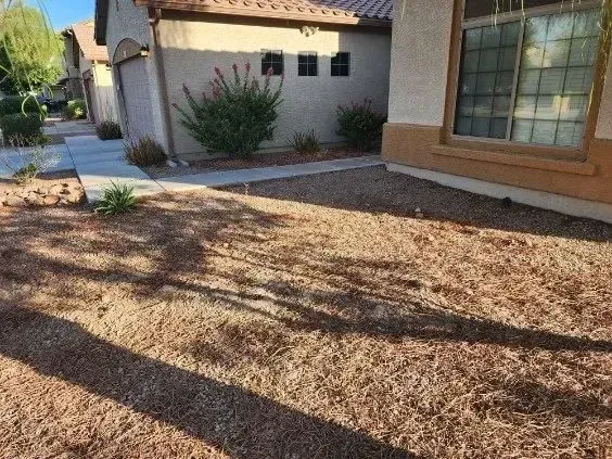 Front yard with dry mulch, long tree shadows, stucco house wall, and a window in sunlight
