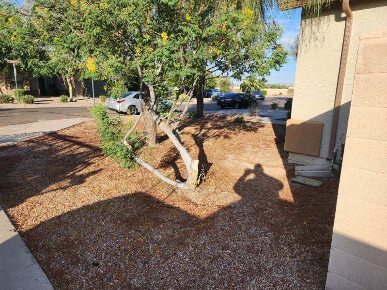 Backyard with a small tree over wood mulch beside a house, with a parked car and bright sun casting shadows.
