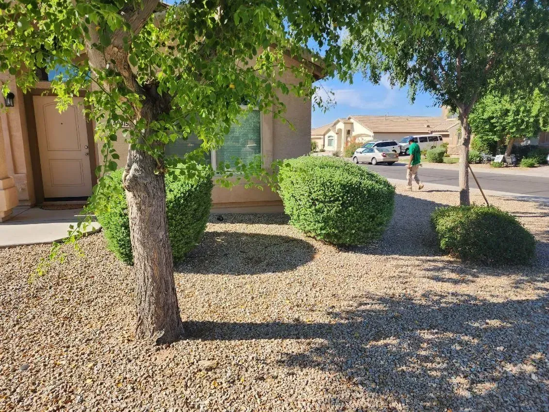 Desert front yard with tree, shrubs, gravel, and a house under a blue sky