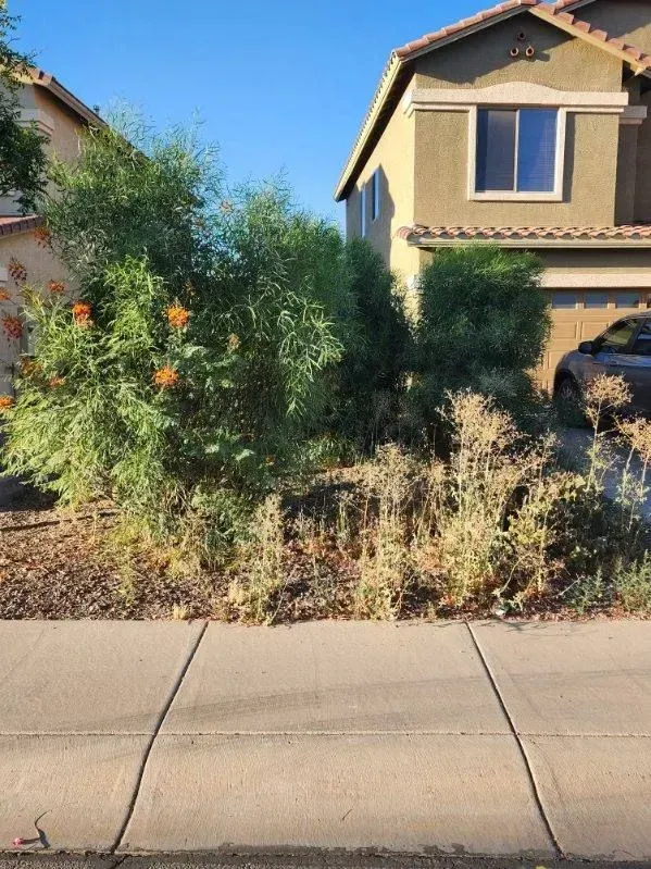 Suburban front yard with shrubs, orange flowers, and a two-story house behind a sidewalk.