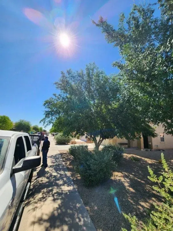 Bright sunny street with trees, a white truck, and a person standing by the roadside.