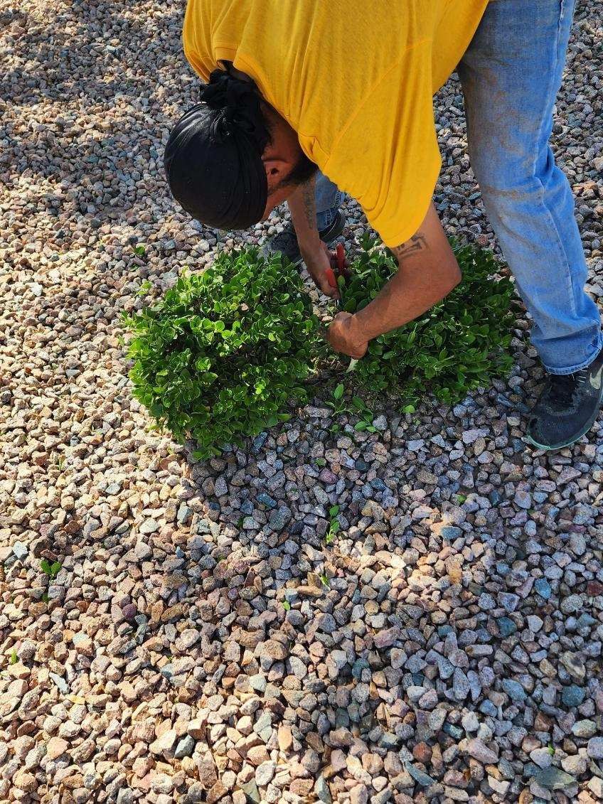 Person in a yellow shirt planting a small green shrub in a gravel garden.