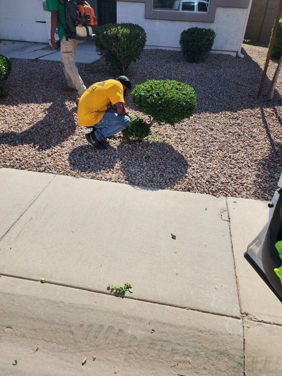 Person kneeling in a front yard, trimming a round shrub beside a sidewalk and driveway.