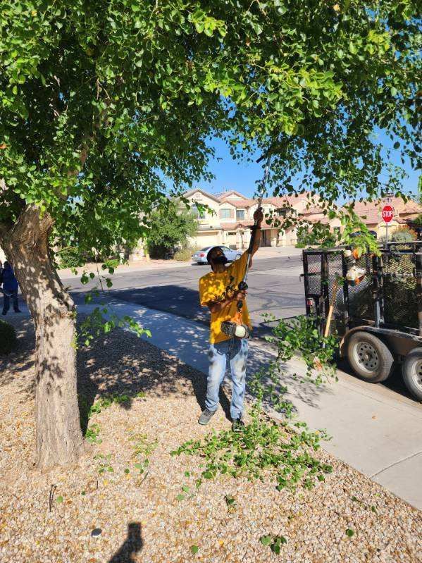 Worker carrying tree branches beside a tree in a sunny suburban yard