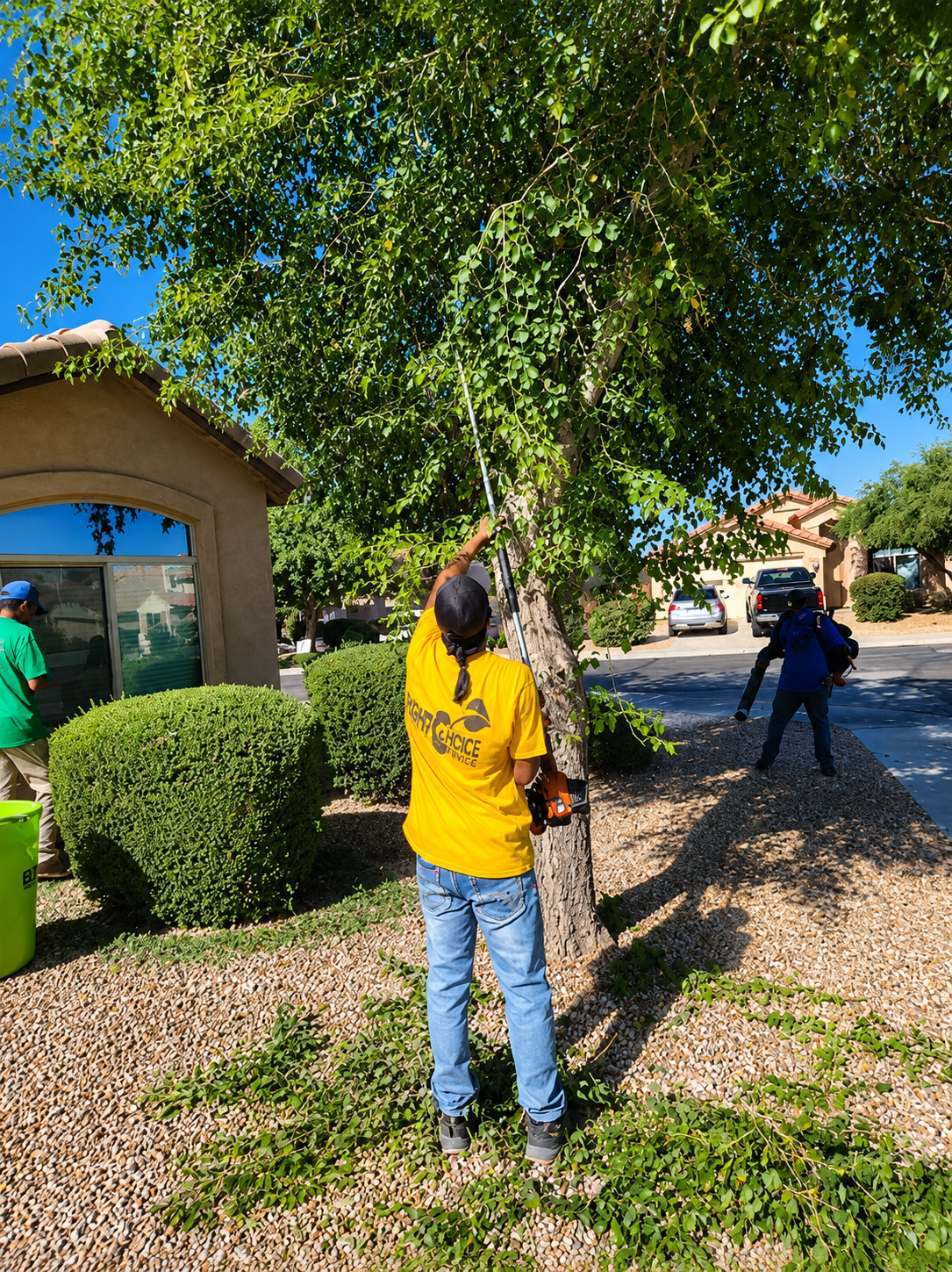 Person in yellow shirt planting a green shrub in a gravel yard