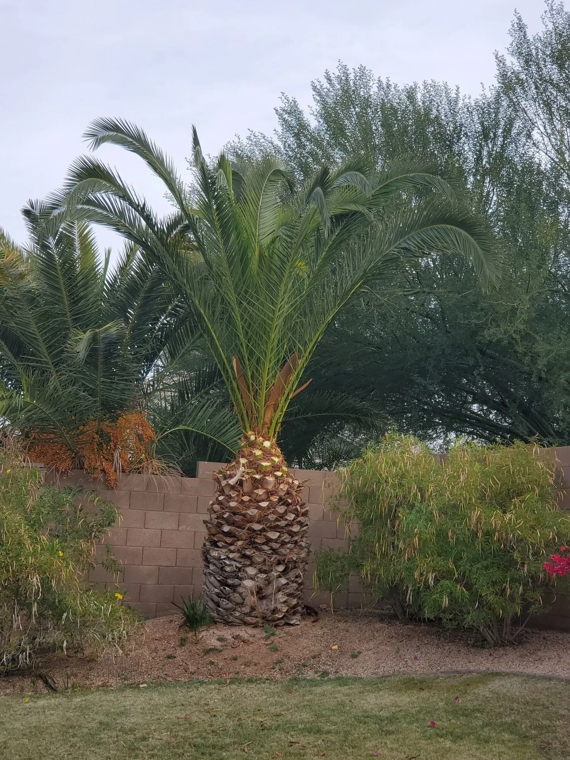 Palm tree in a desert garden with a low stone wall and dense green shrubs.