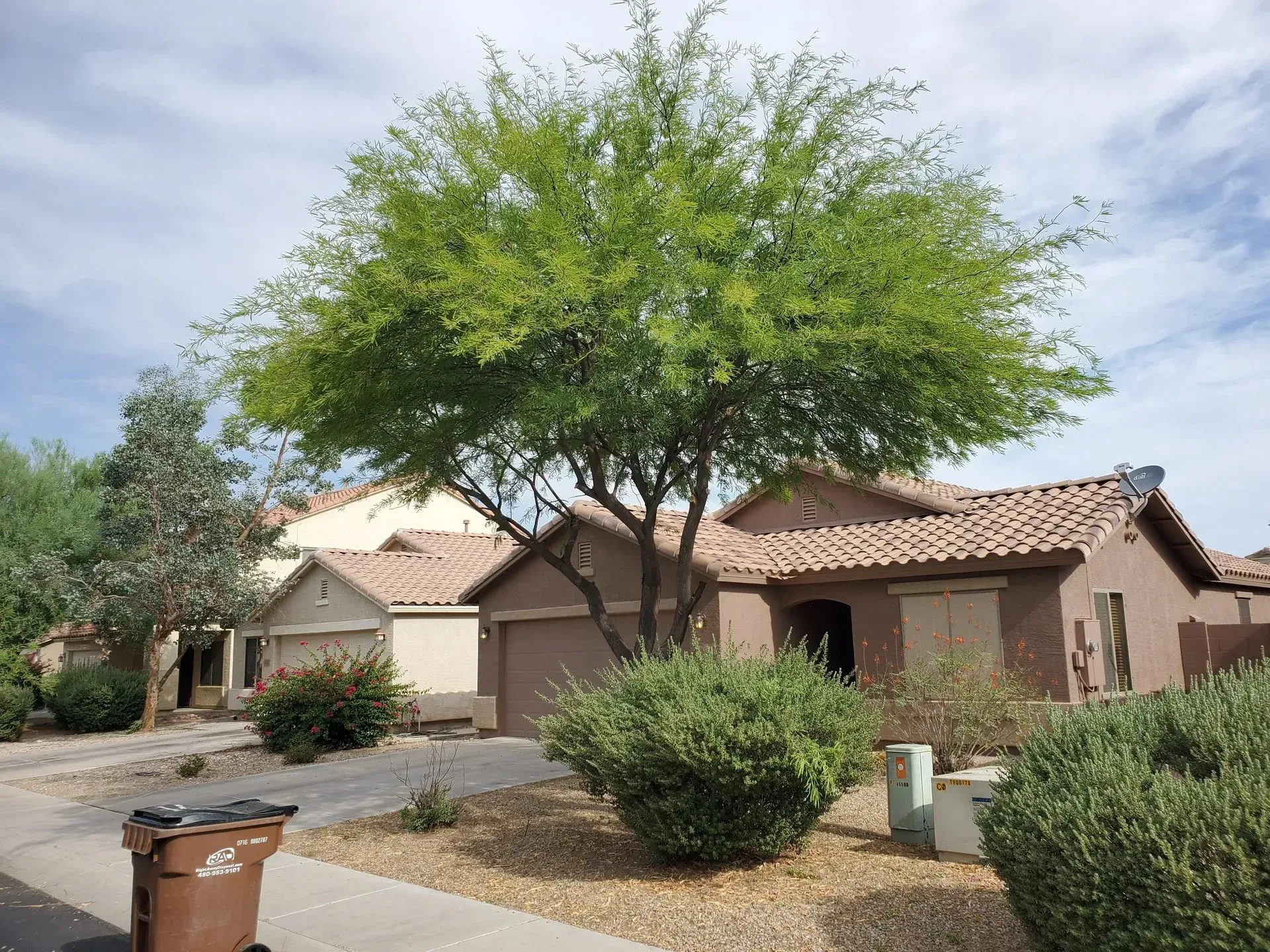 Suburban house with a large tree, desert landscaping, and a trash bin by the curb