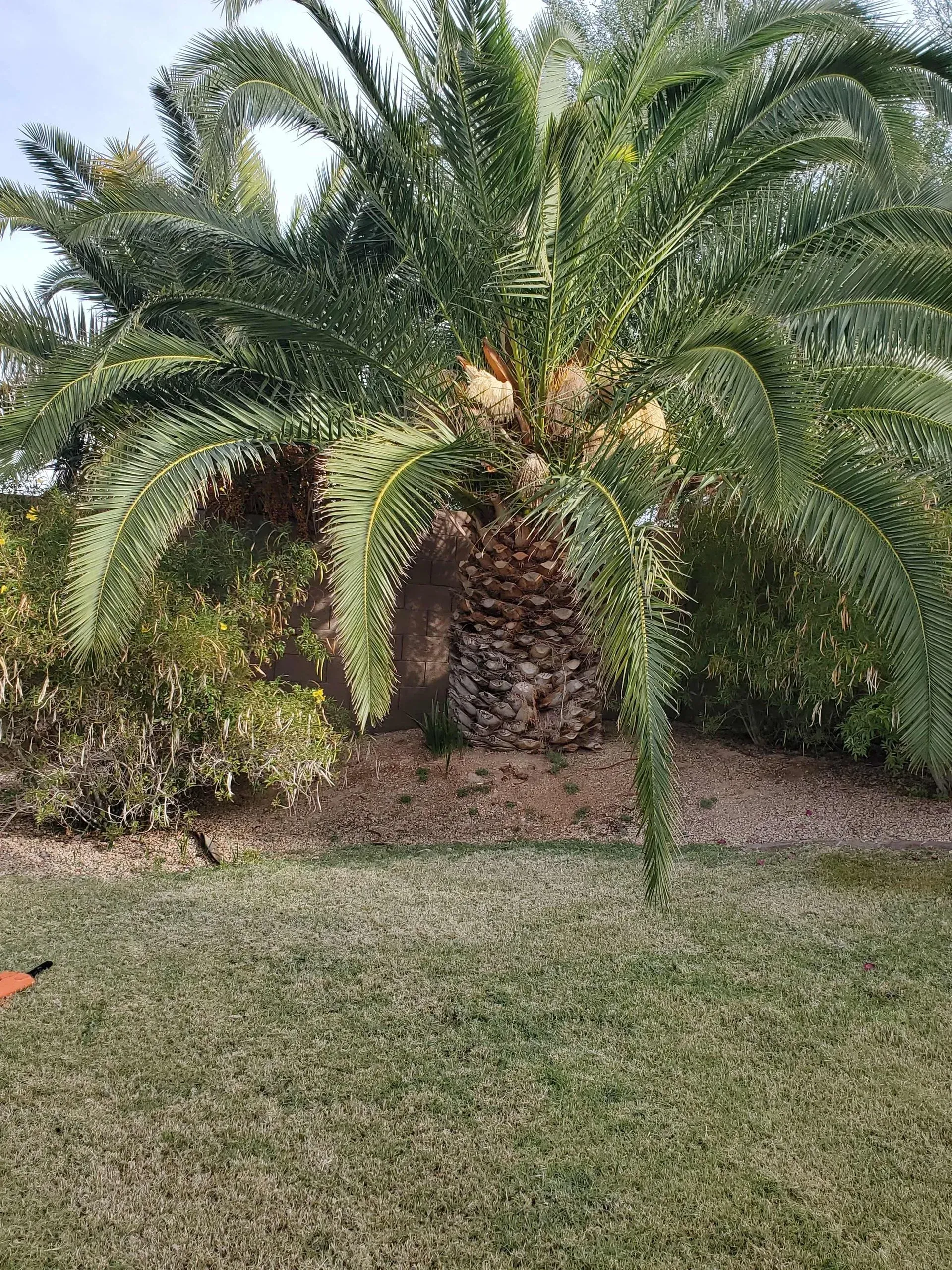 Palm tree in a grassy garden with dense green foliage in the background