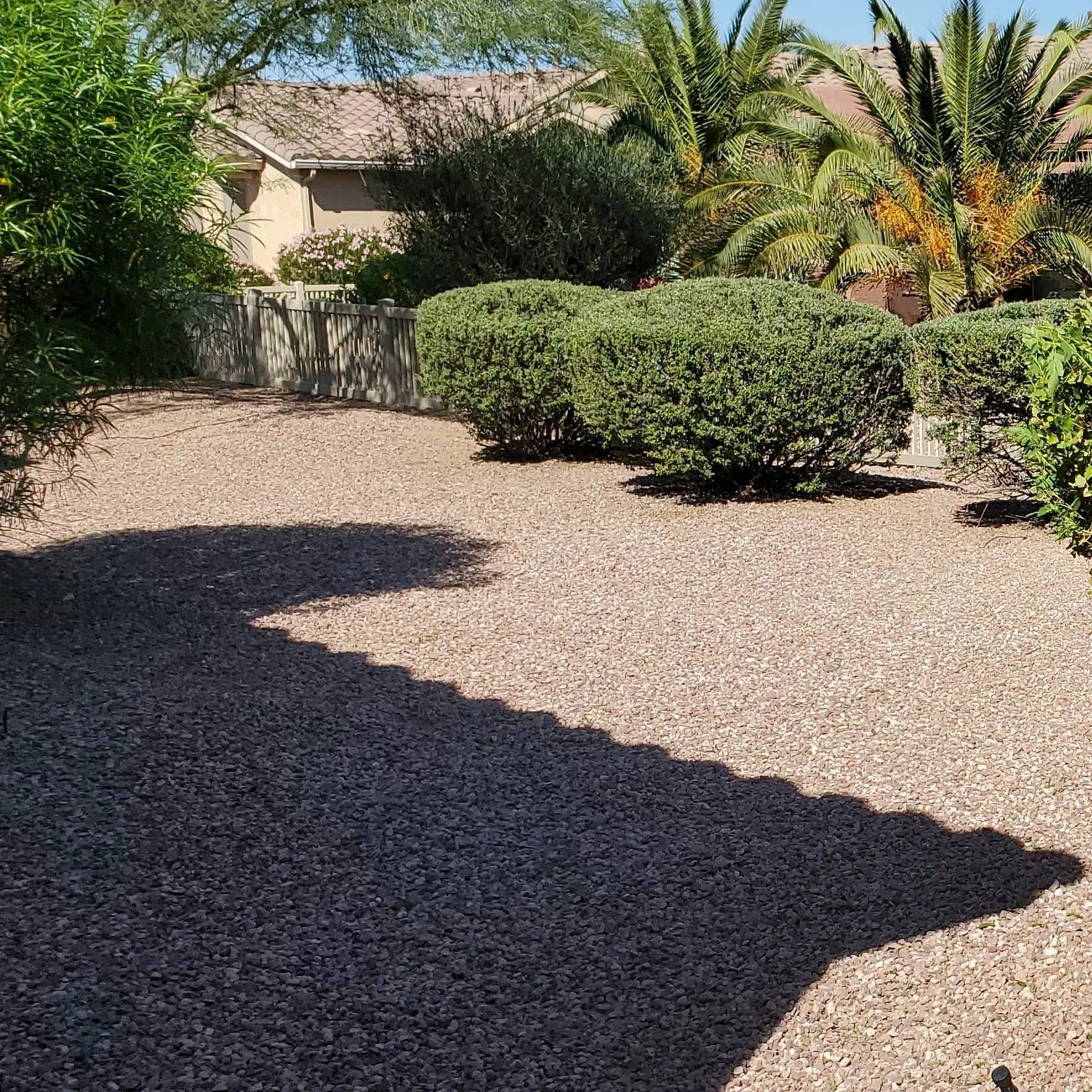 Desert yard with gravel, trimmed shrubs, and palm trees in front of a house