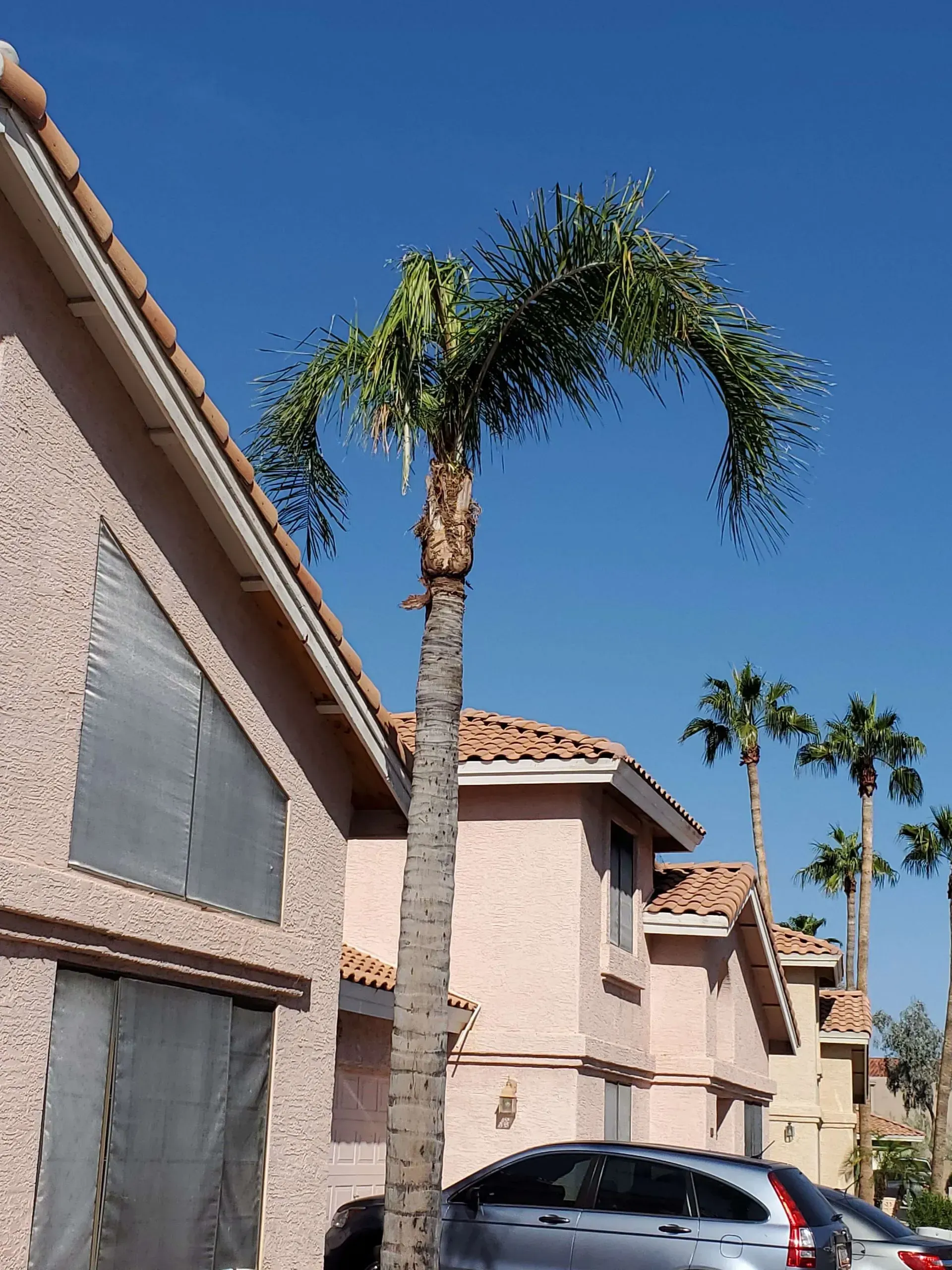 Apartment buildings with pink stucco, palm trees, and a parked car under a clear blue sky