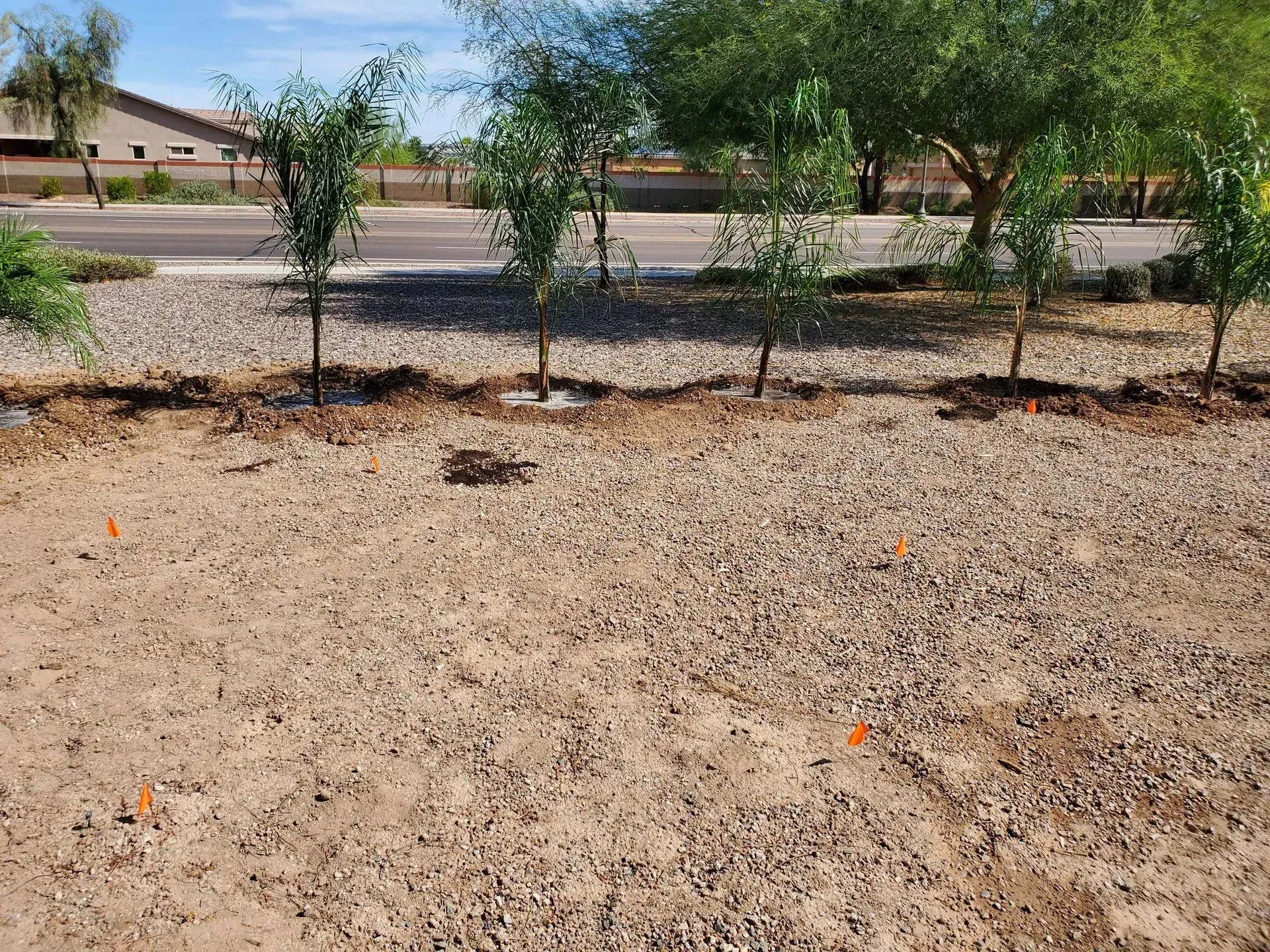 Dry yard with small trees and gravel, bordered by a road and houses in the background.