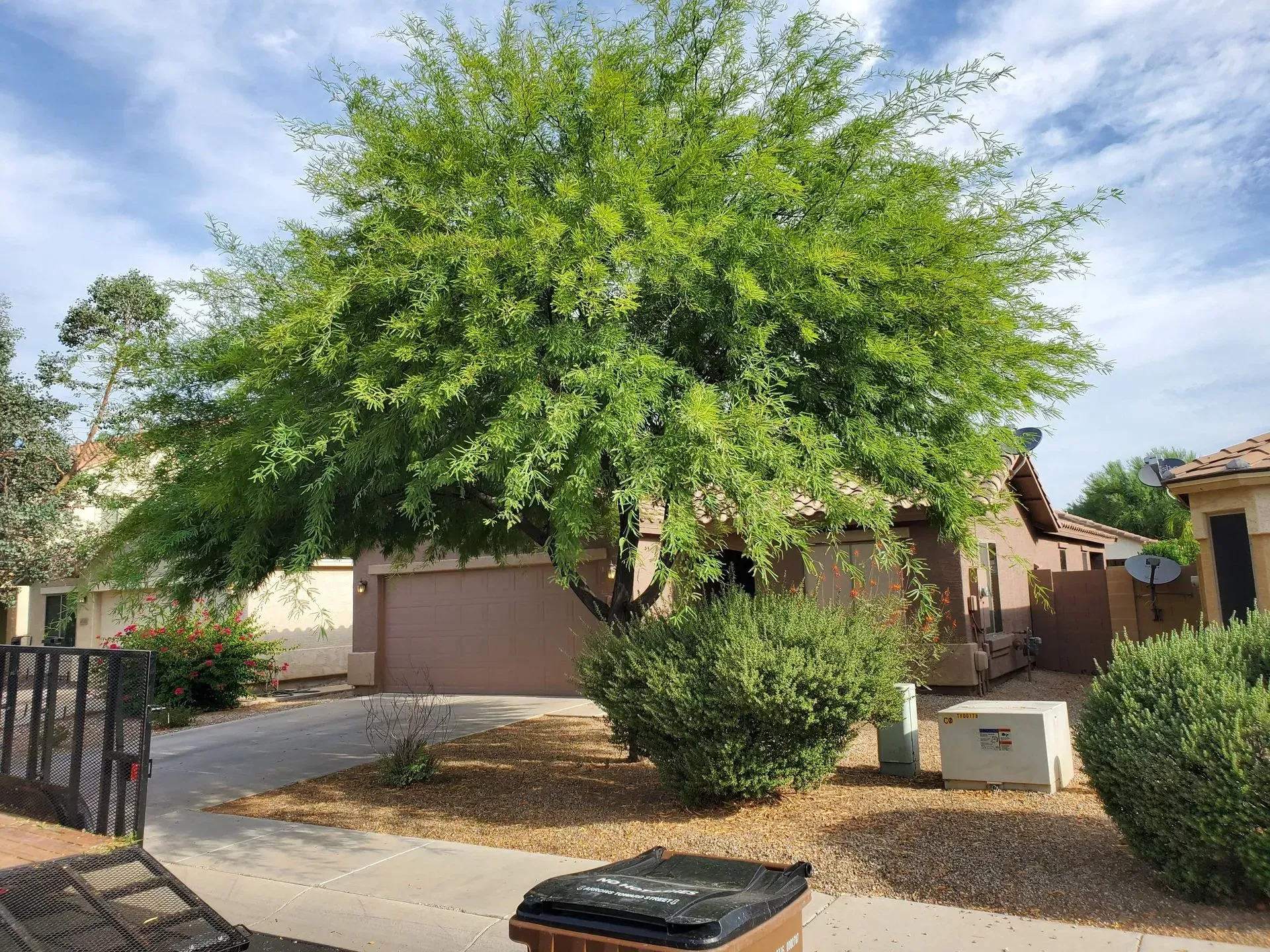 Large green tree in a suburban front yard with a driveway, tan house, and desert landscaping