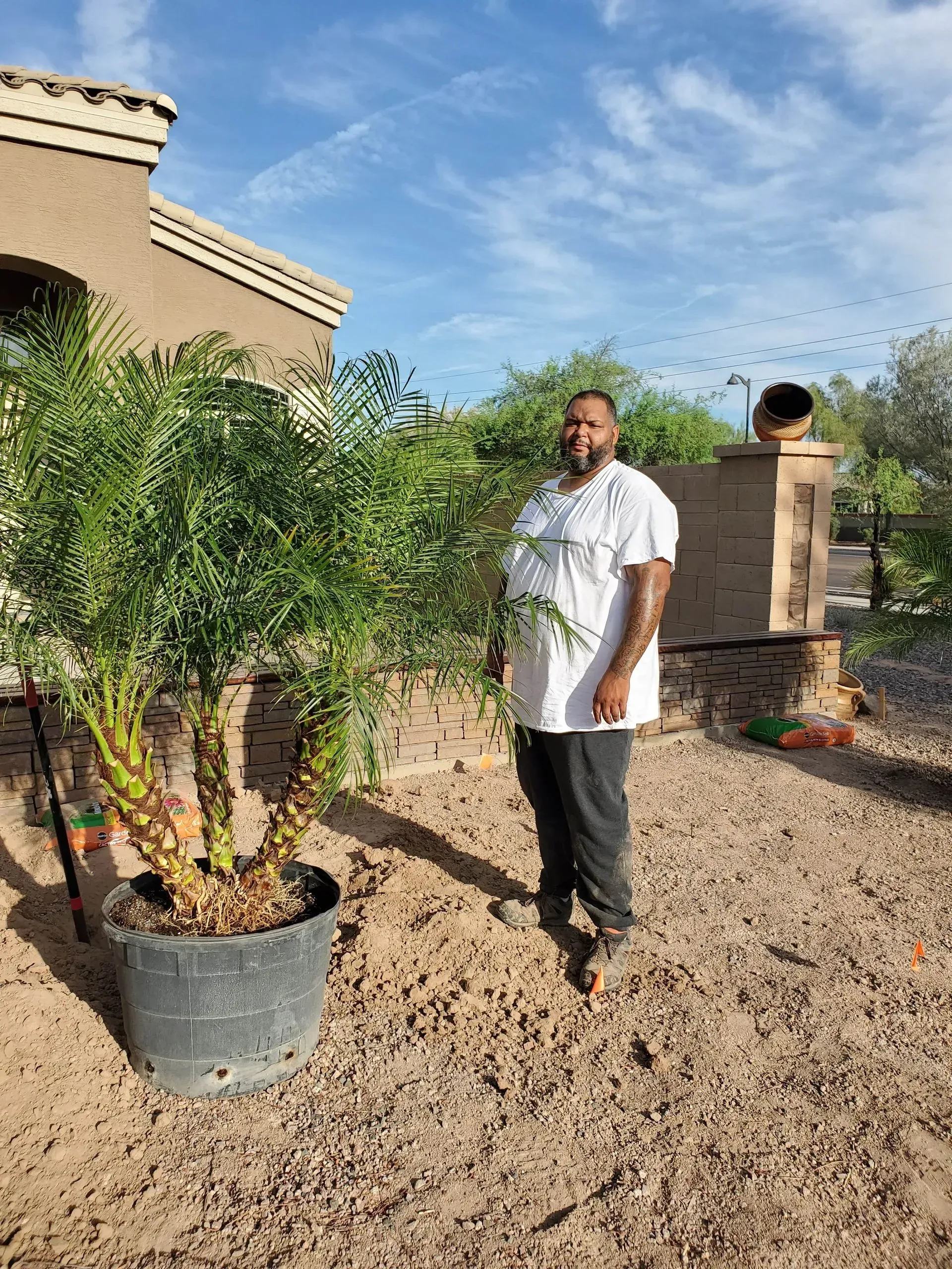 Man standing beside a potted olive tree in a sunny gravel yard with a house and brick pillars in the background