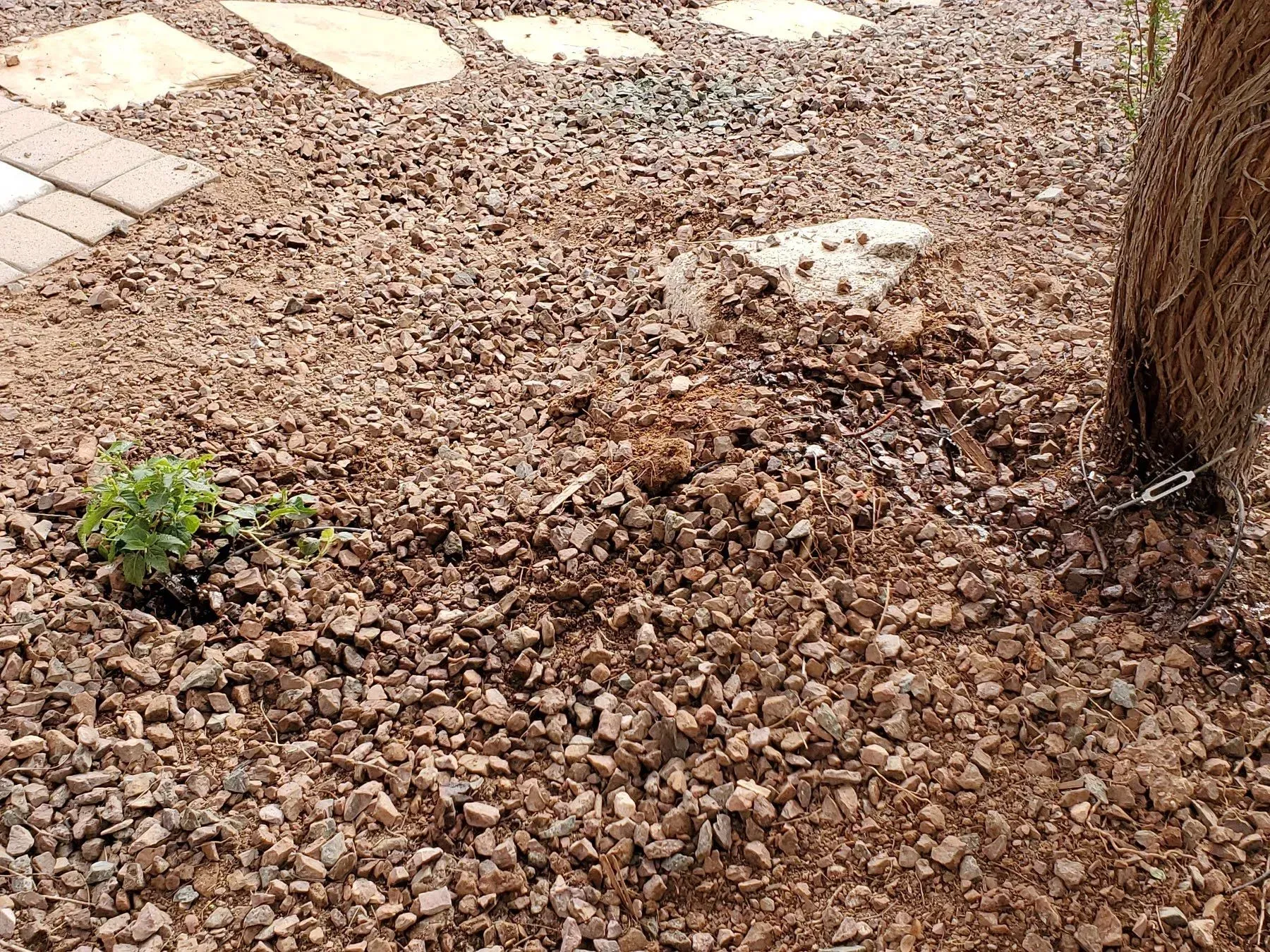 Rock-covered garden bed beside stepping stones and a tree trunk with a small green plant.