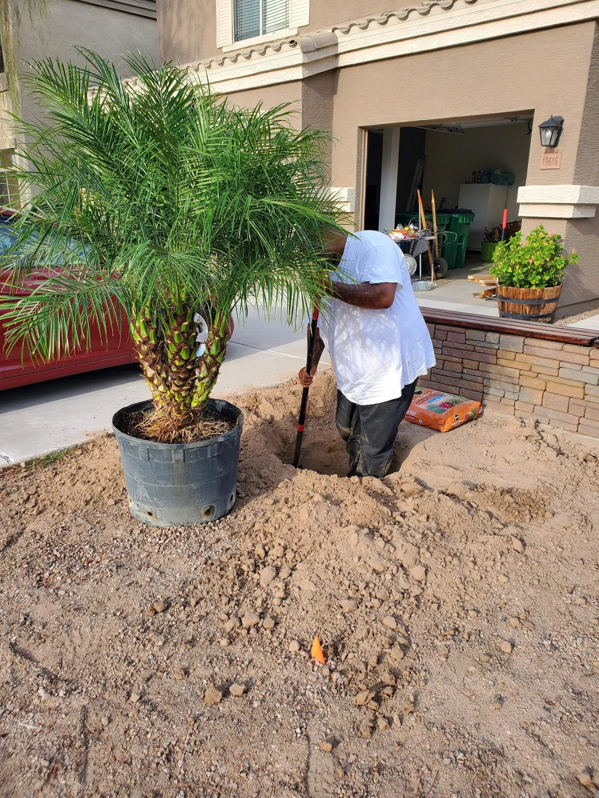 Person planting a palm tree in a sandy yard beside a house, with potted plants nearby.