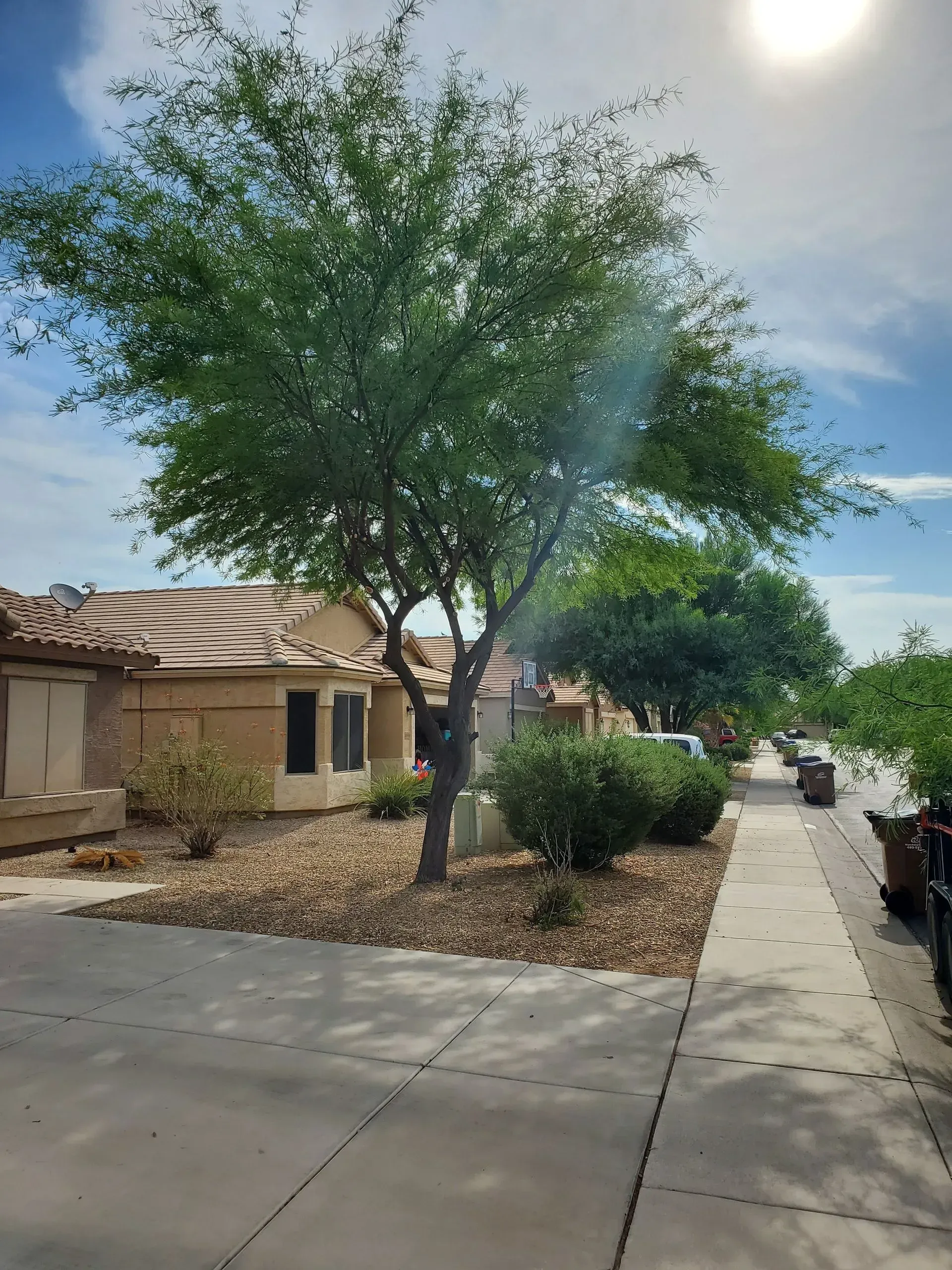 Tree and desert landscaping beside a sidewalk on a sunny suburban street