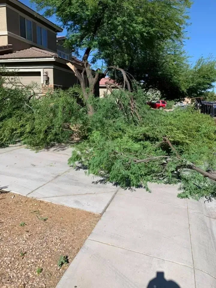Downed tree limbs and dense bushes block a suburban sidewalk beside a house