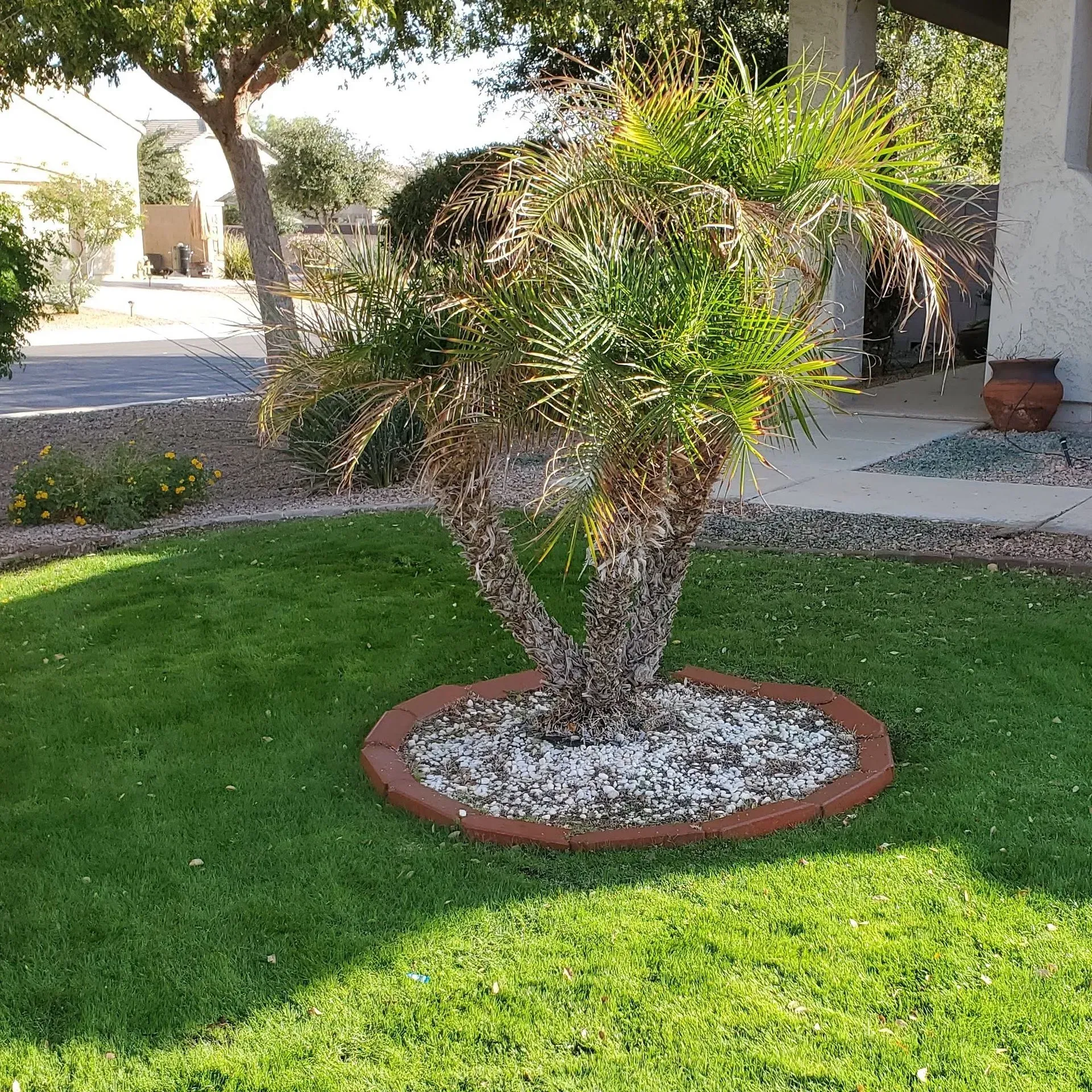 Small palm tree in a circular red planter on a green lawn beside a walkway