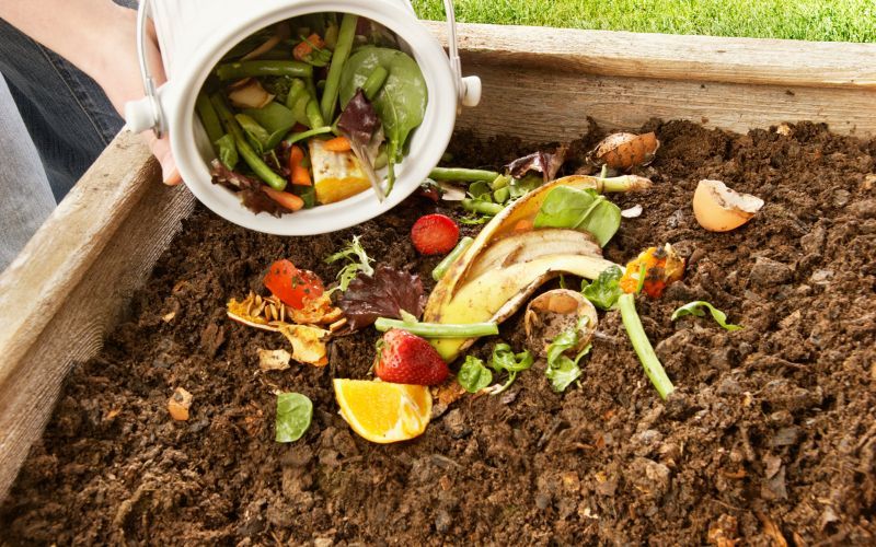 kitchen scraps in garden