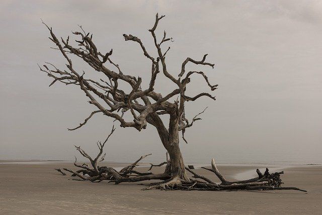 dried tree
