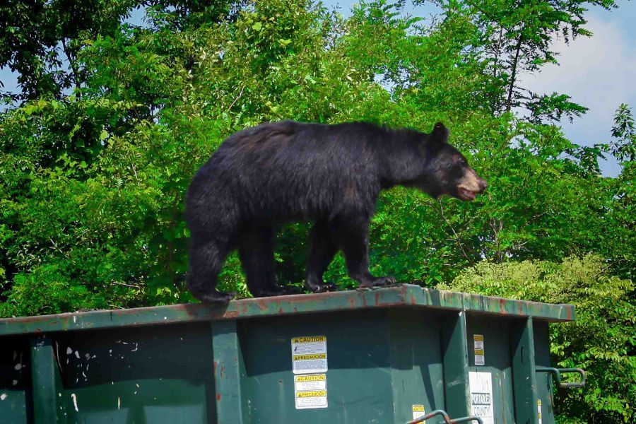 6 yard dumpster