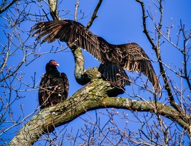 turkey vultures