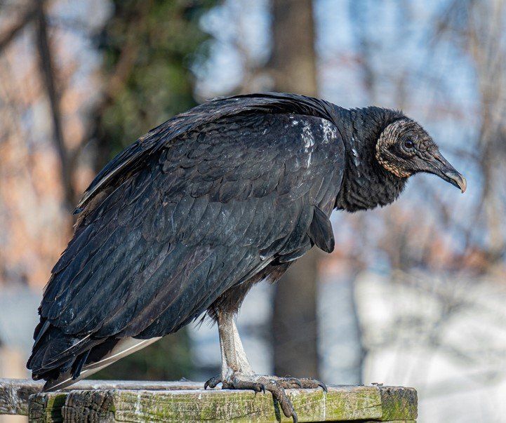 turkey vultures