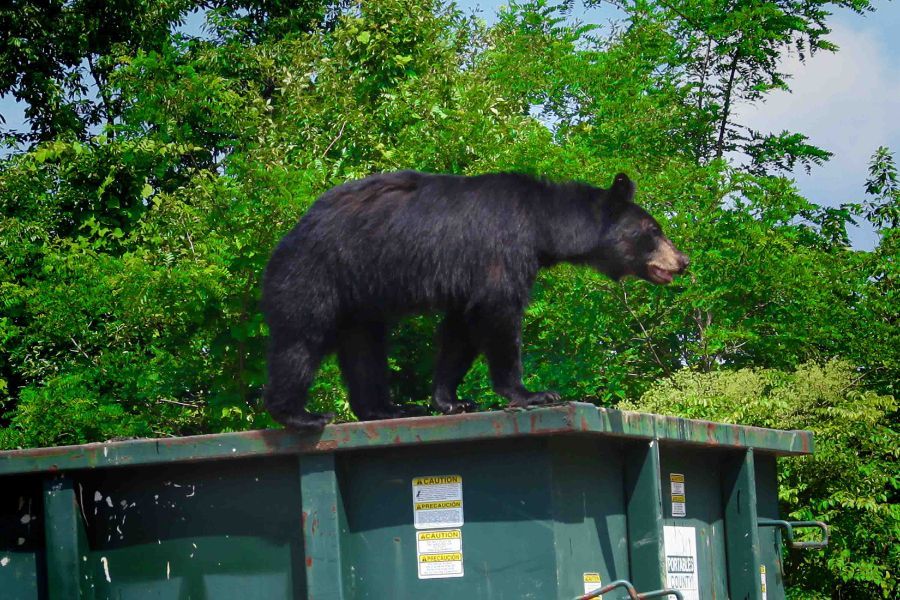 6 yard dumpster