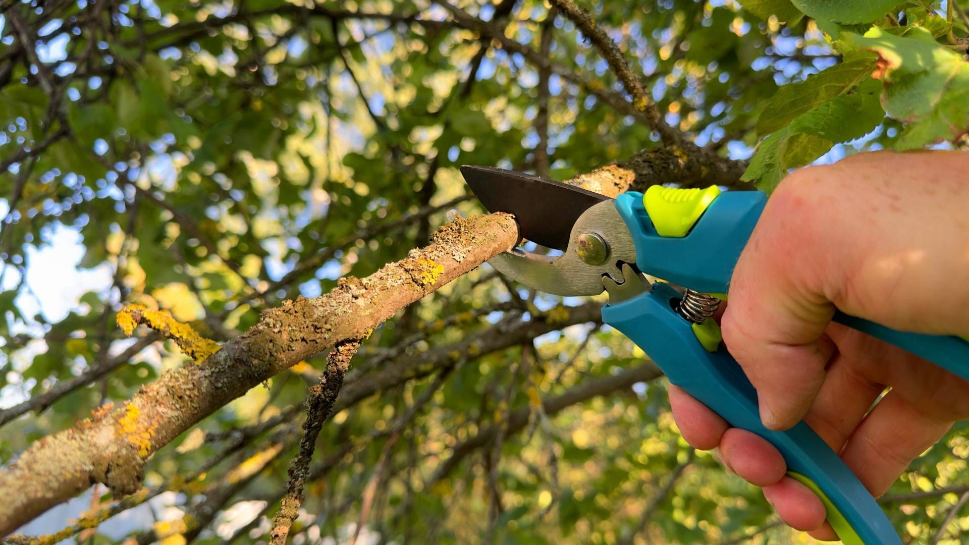 Hands trimming a green hedge with red pruning shears in a sunny garden