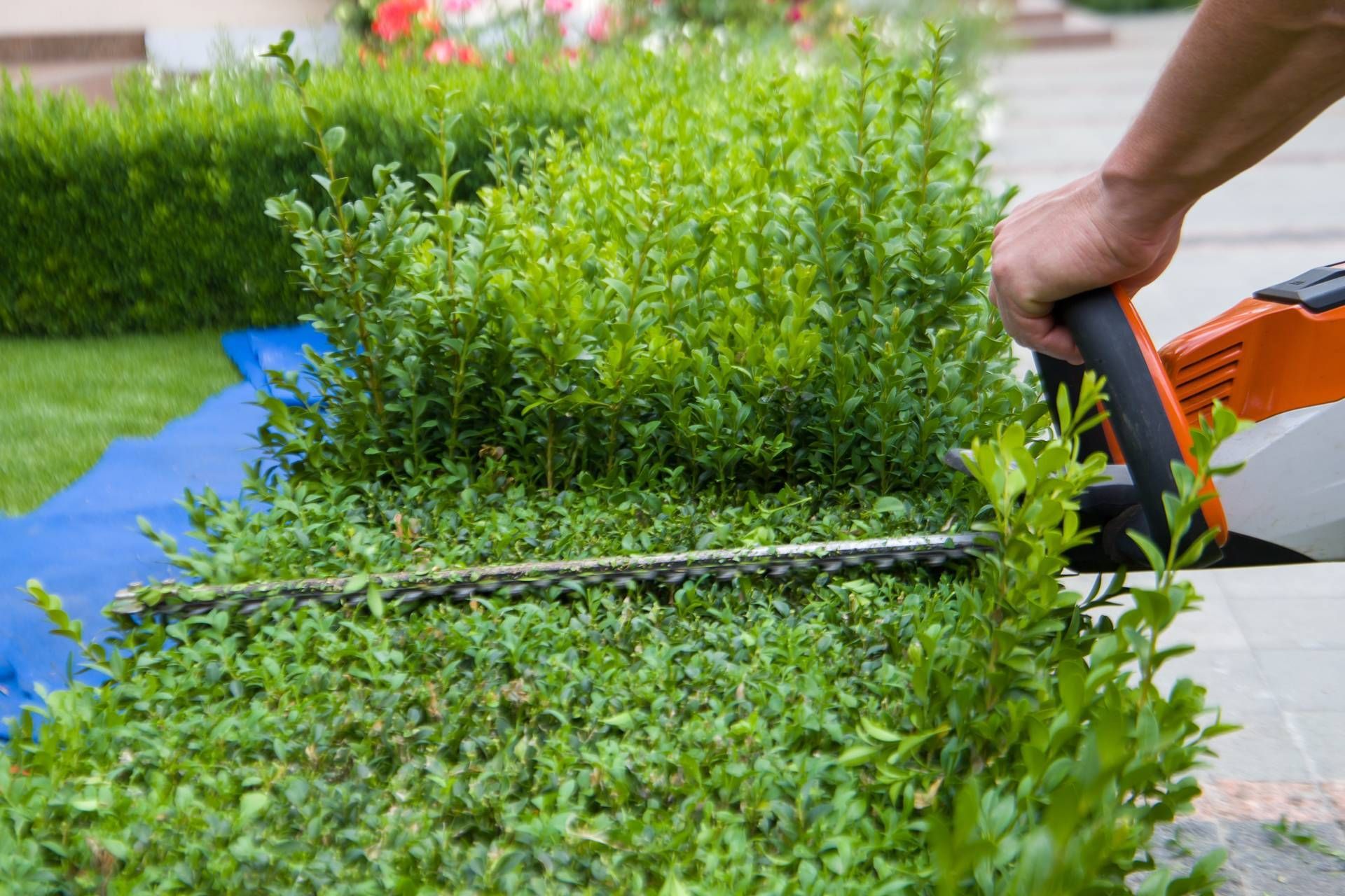Hands trimming a green hedge with red pruning shears in a sunny garden